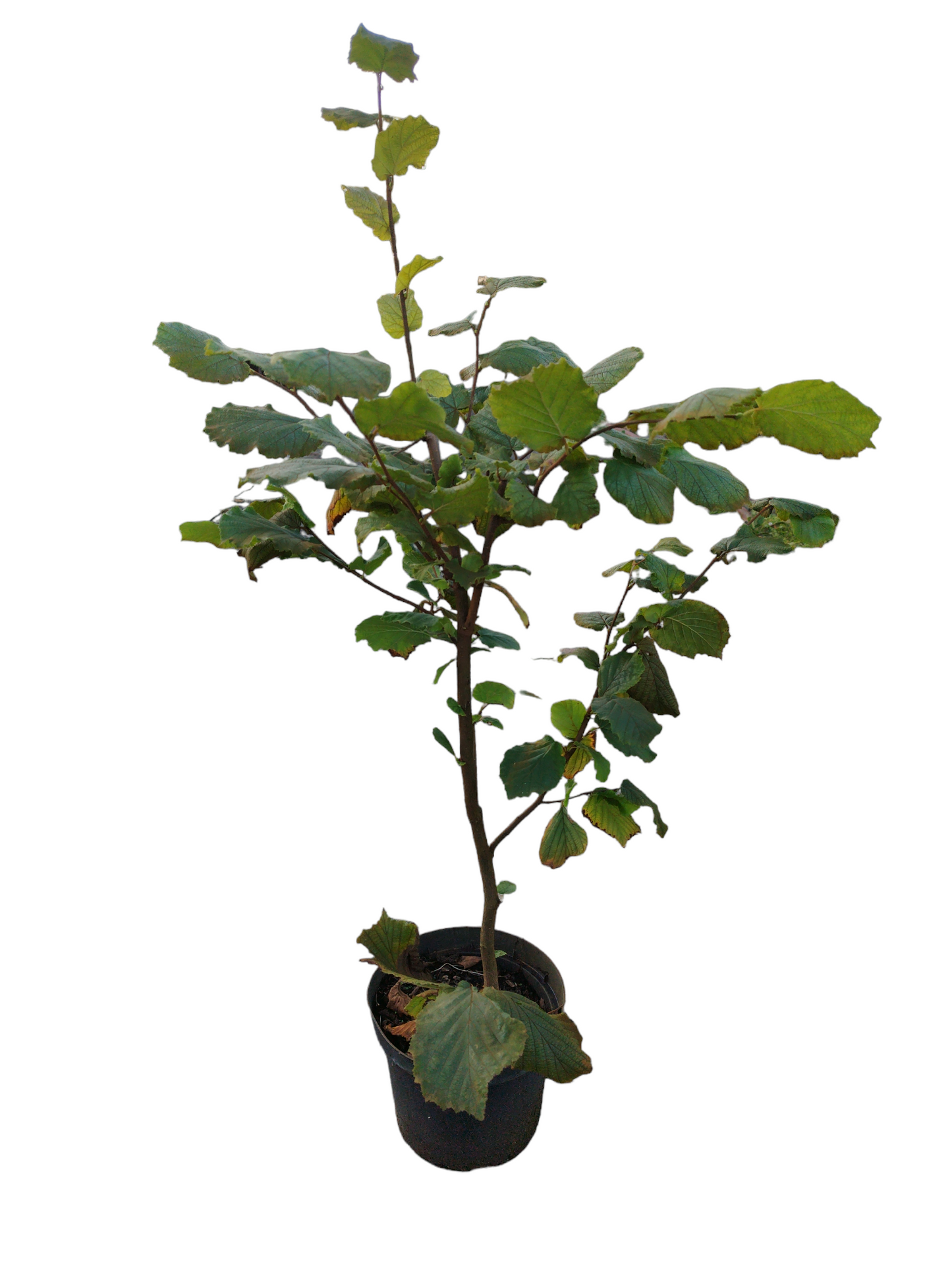 Hallesche Riesen – Premium Haselnuss-Sorte mit extra großen Nüssen & hohem Ertrag