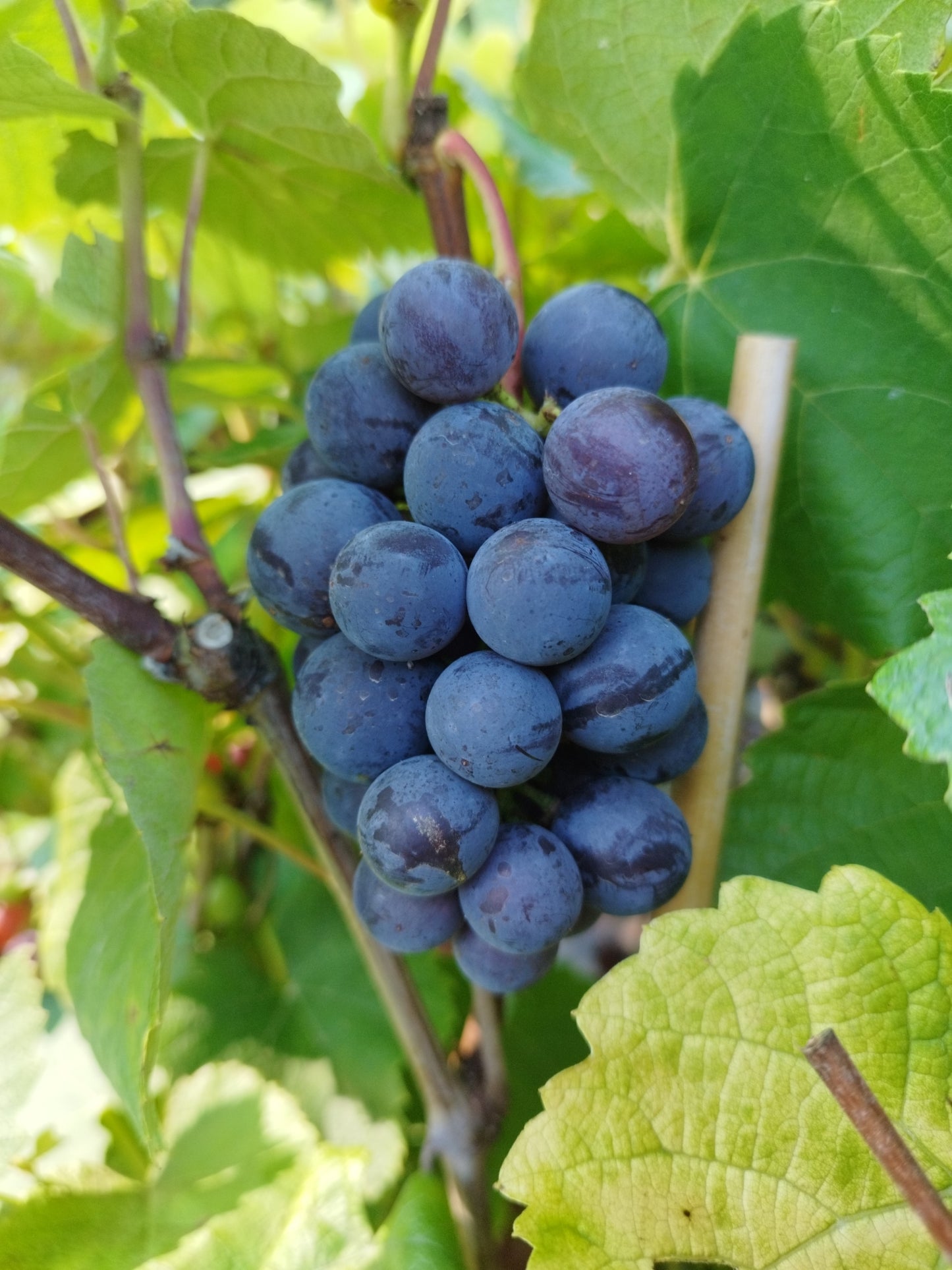 Weinrebe 'Erdbeertraube', pilzresistent