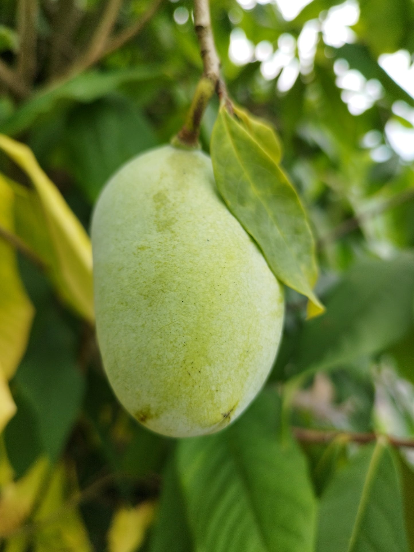 Indianerbanane 'Sunflower'