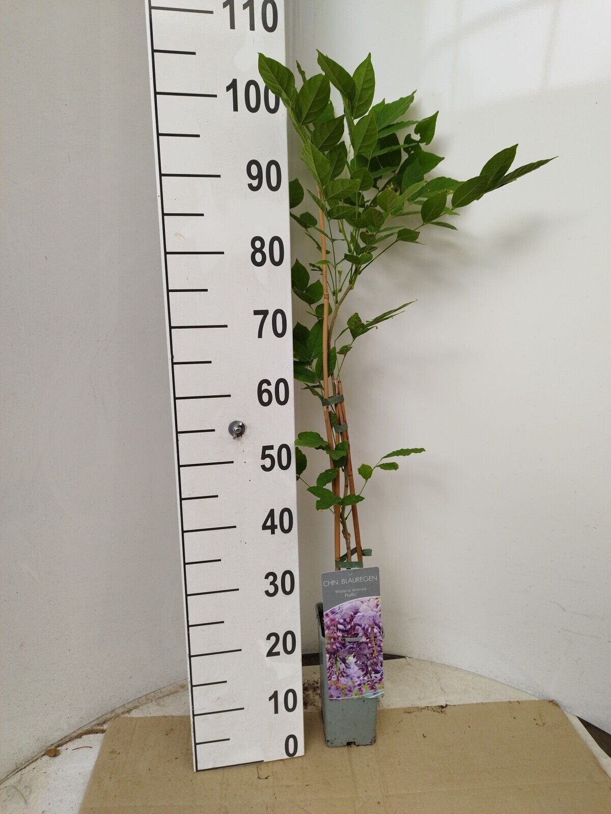 Wisteria sinensis 'Prolific'