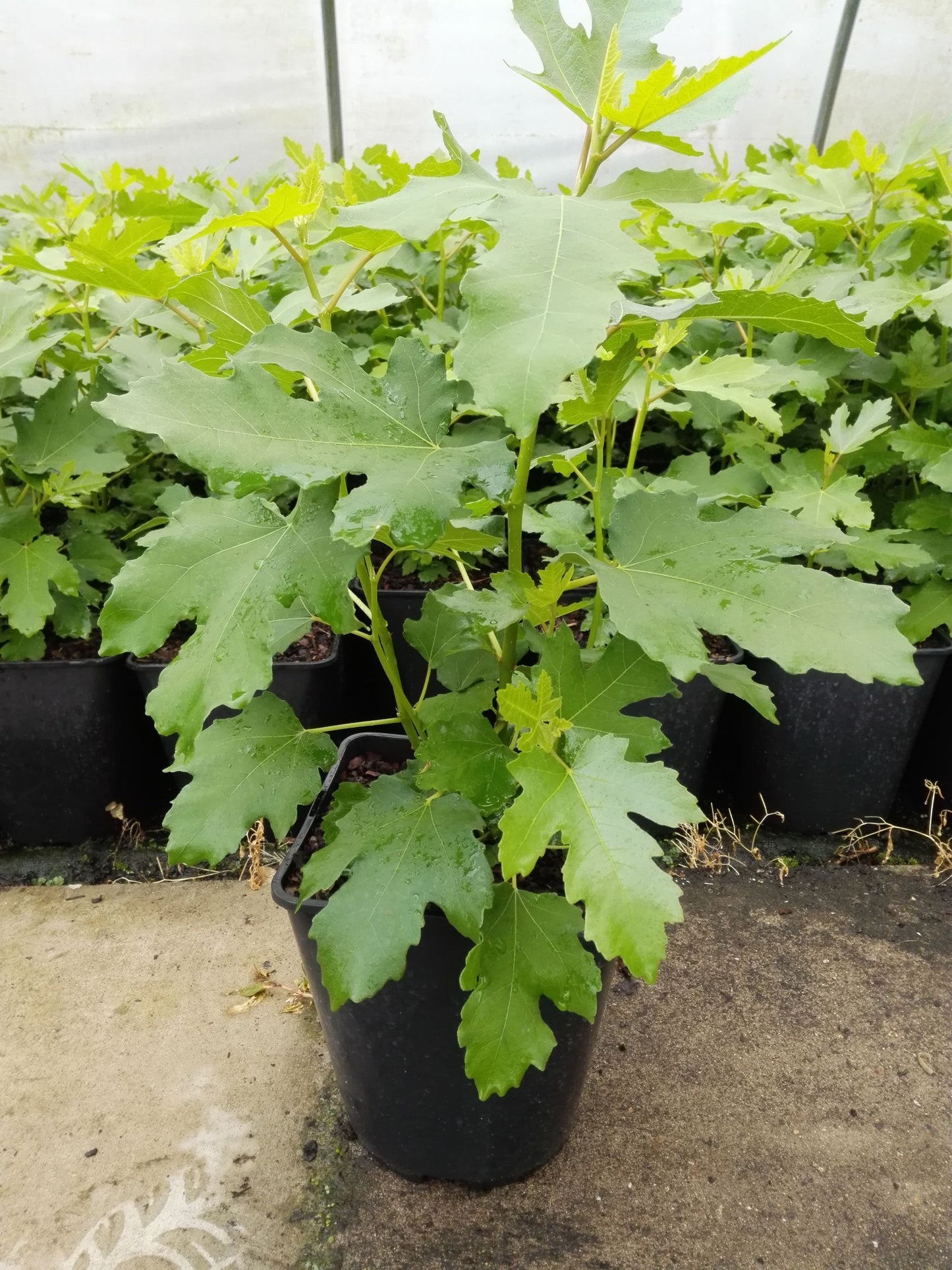 Feige 'Perretta'