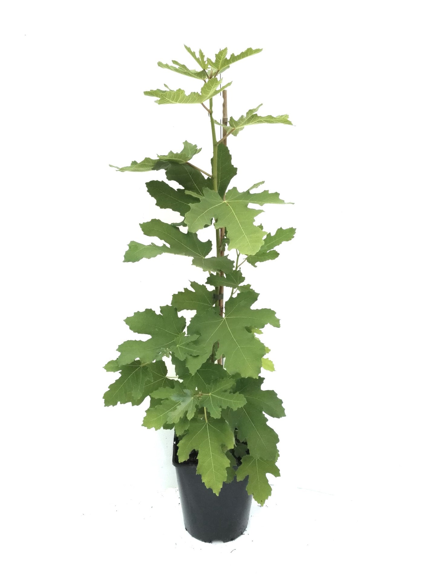 Feige 'Perretta'
