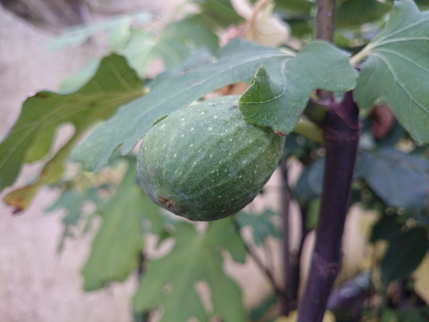 Feige 'Perretta'