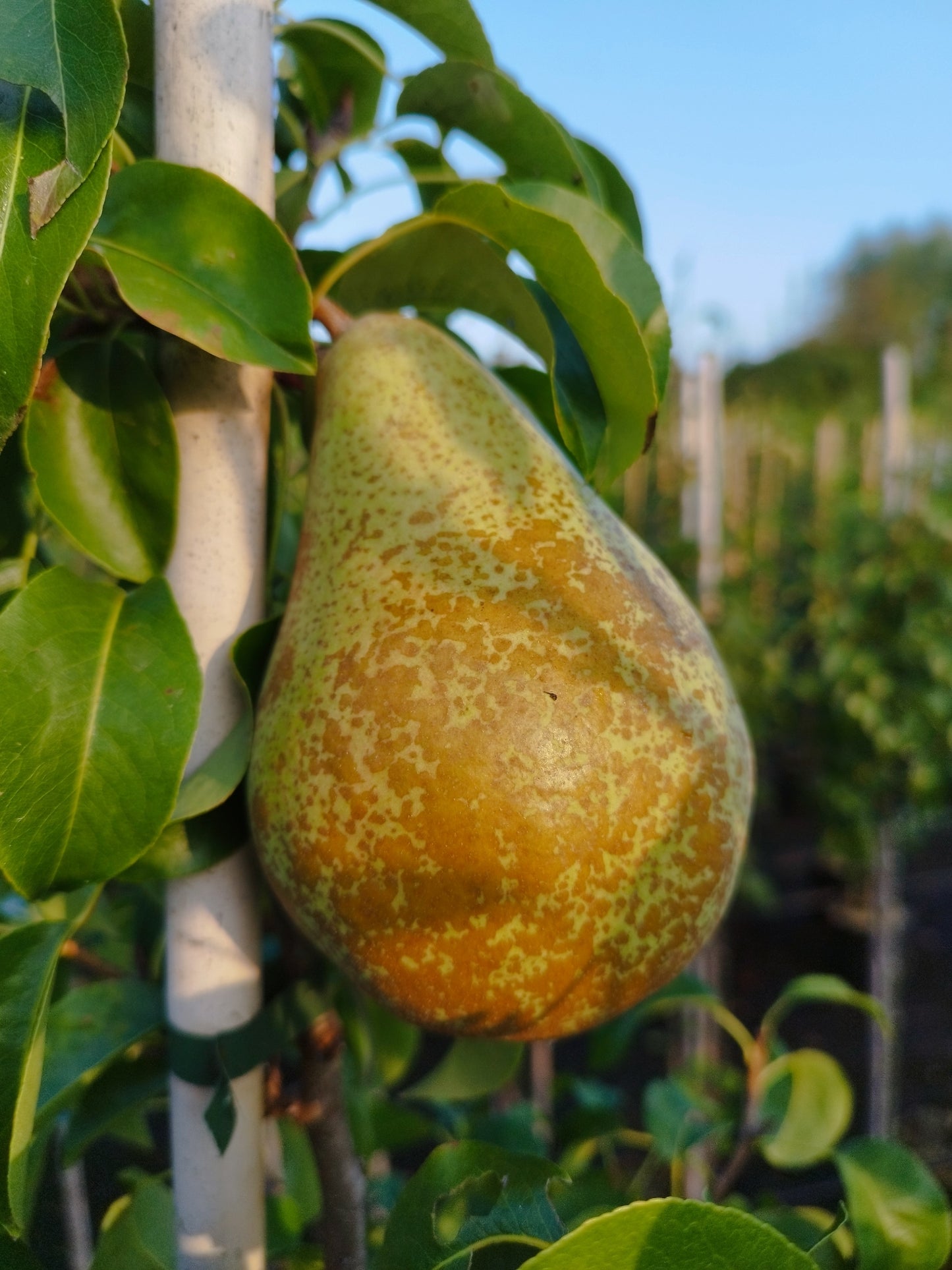 Säulenbirne 'Condo'