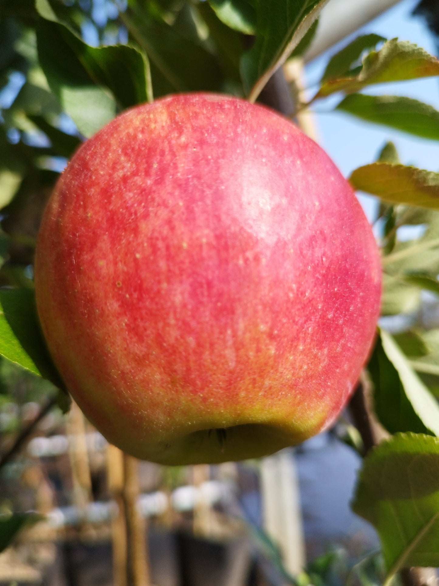 Apfel "Gala"