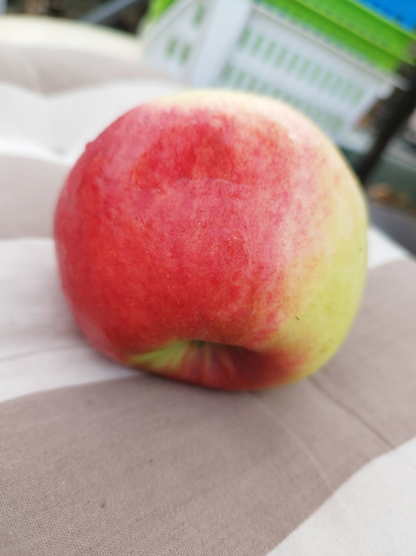 Apfel Prinz Albrecht von Preußen