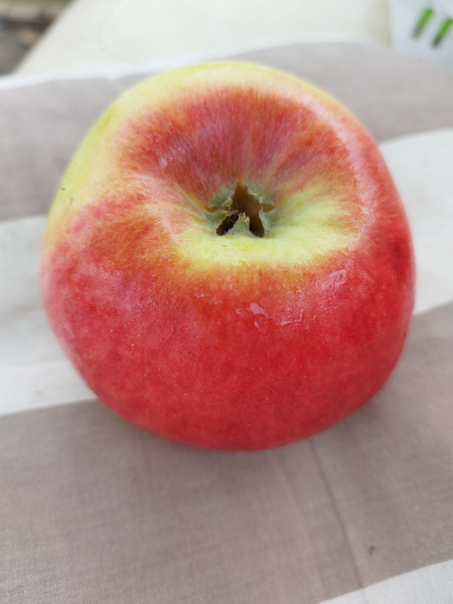 Apfel Prinz Albrecht von Preußen