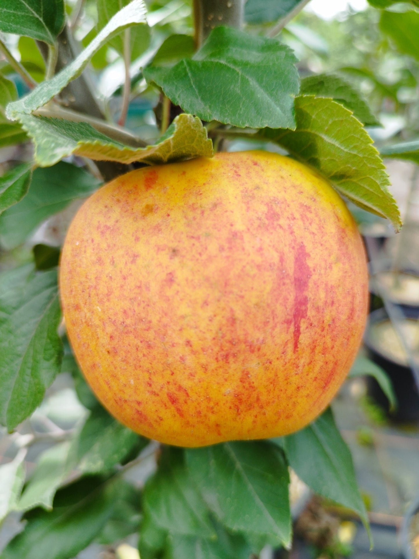 Apfel "Goldparmäne"
