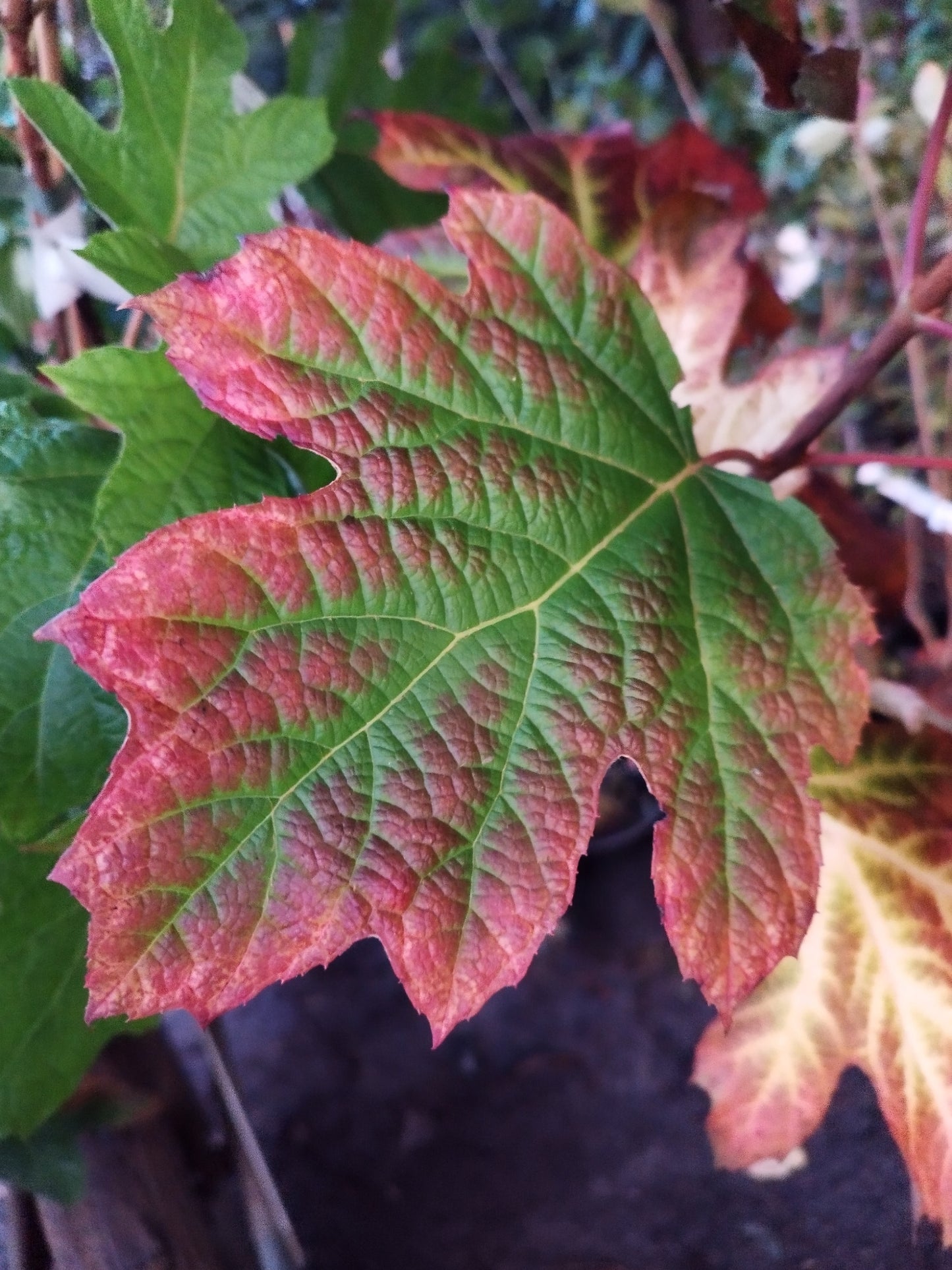 Hydrangea quercifolia ' Ruby Slippers '
