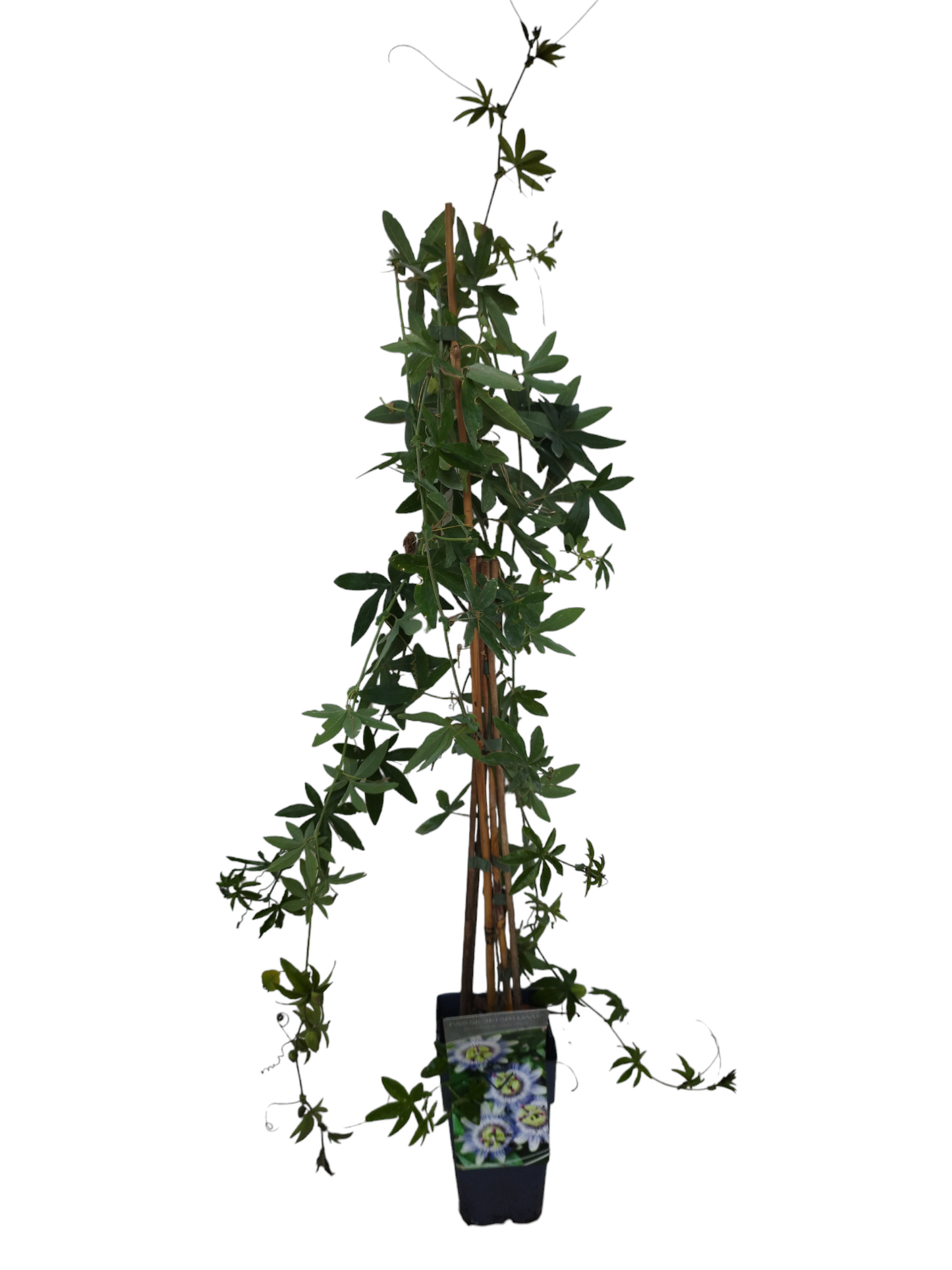 Passionsblume Passiflora caerulea