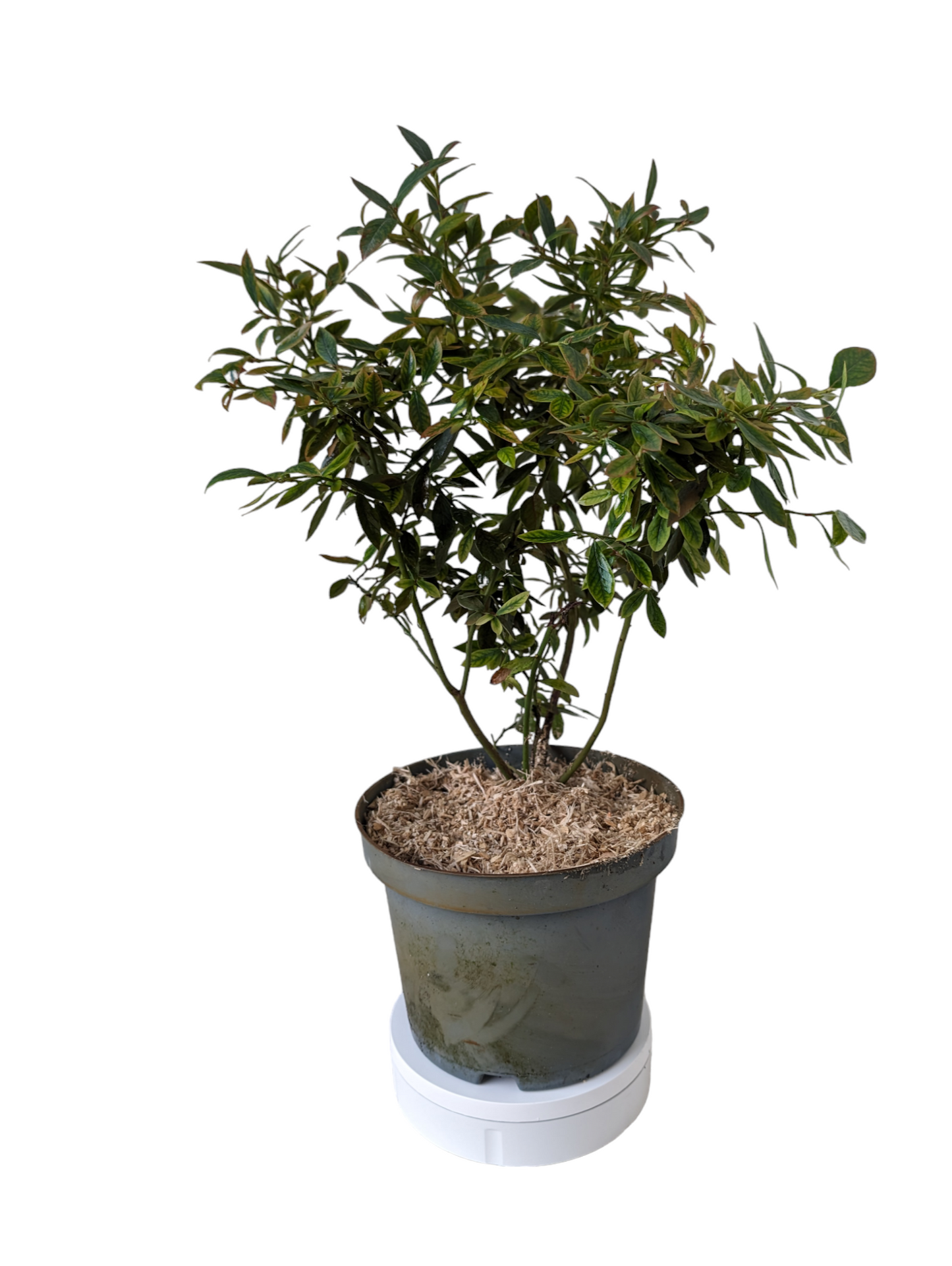 Heidelbeere ‘Sunshine Blue’ – Immergrüne, kompakte Kübelpflanze mit duftenden Blüten & wohlschmeckenden Beeren