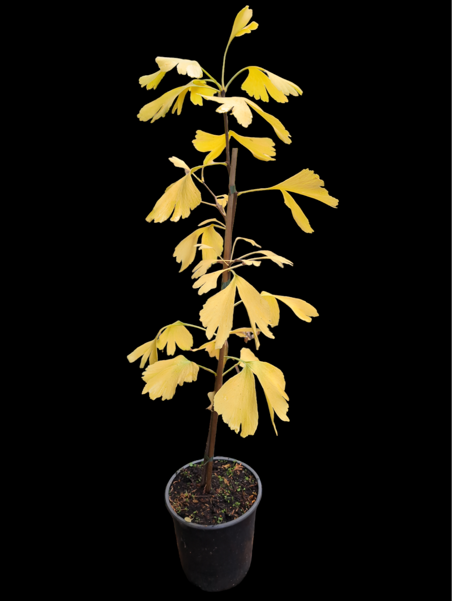 Ginkgo biloba