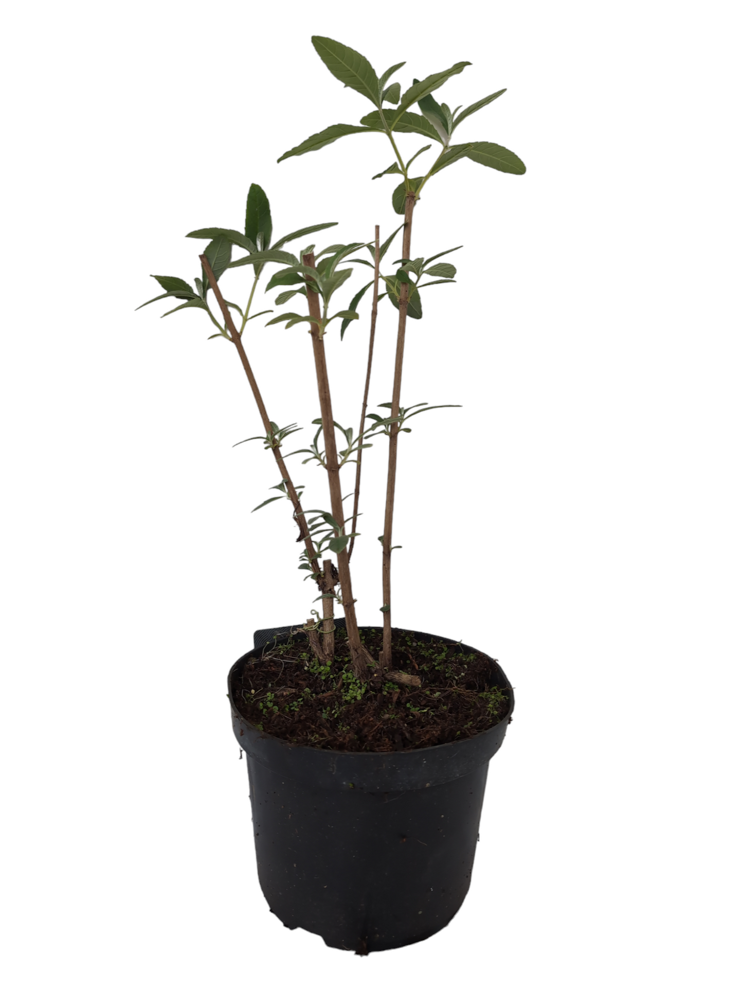 2er-Set Sommerflieder 'White Profusion' & 'Royal Red'