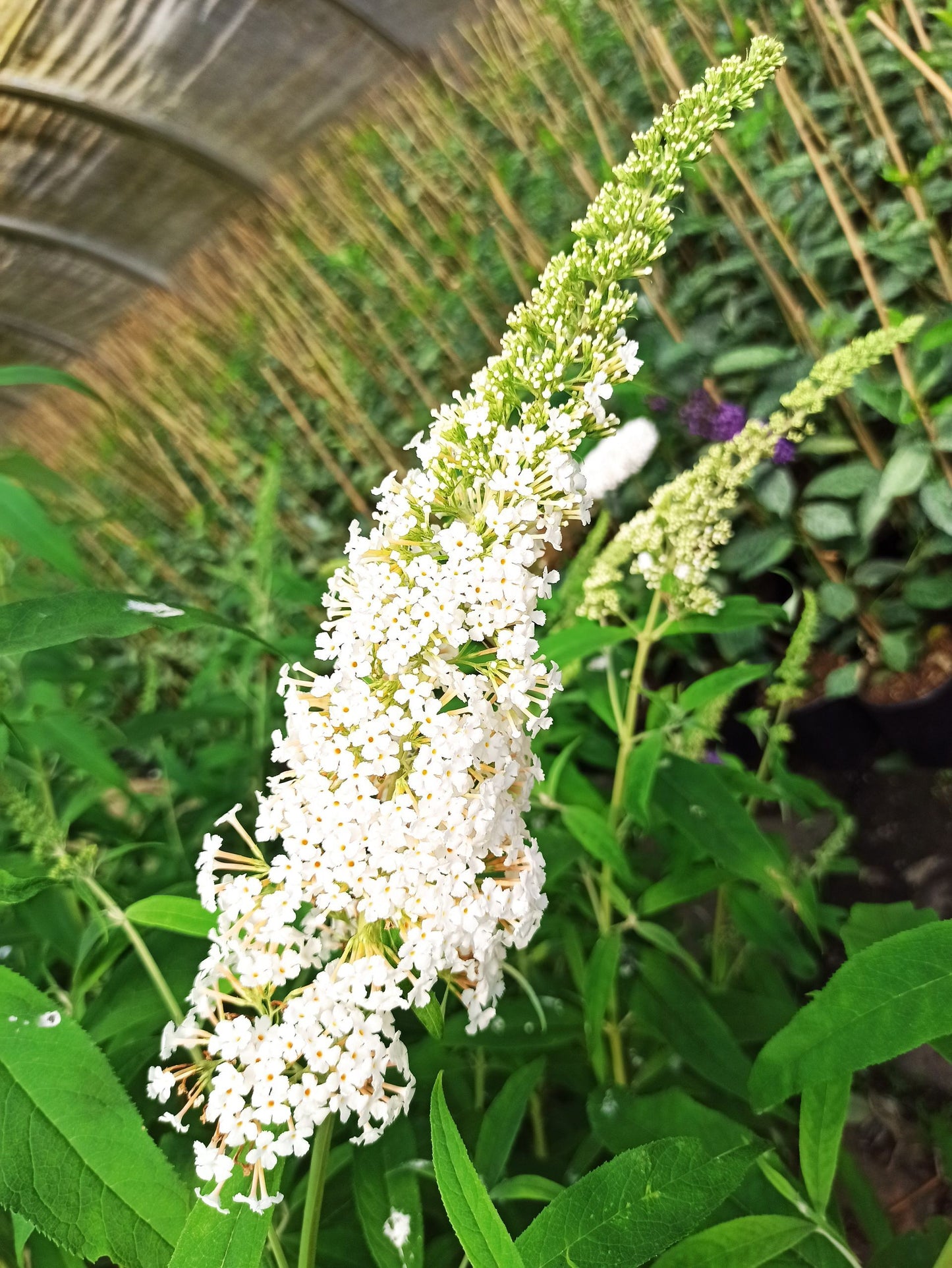 2er-Set Sommerflieder 'White Profusion' & 'Royal Red'