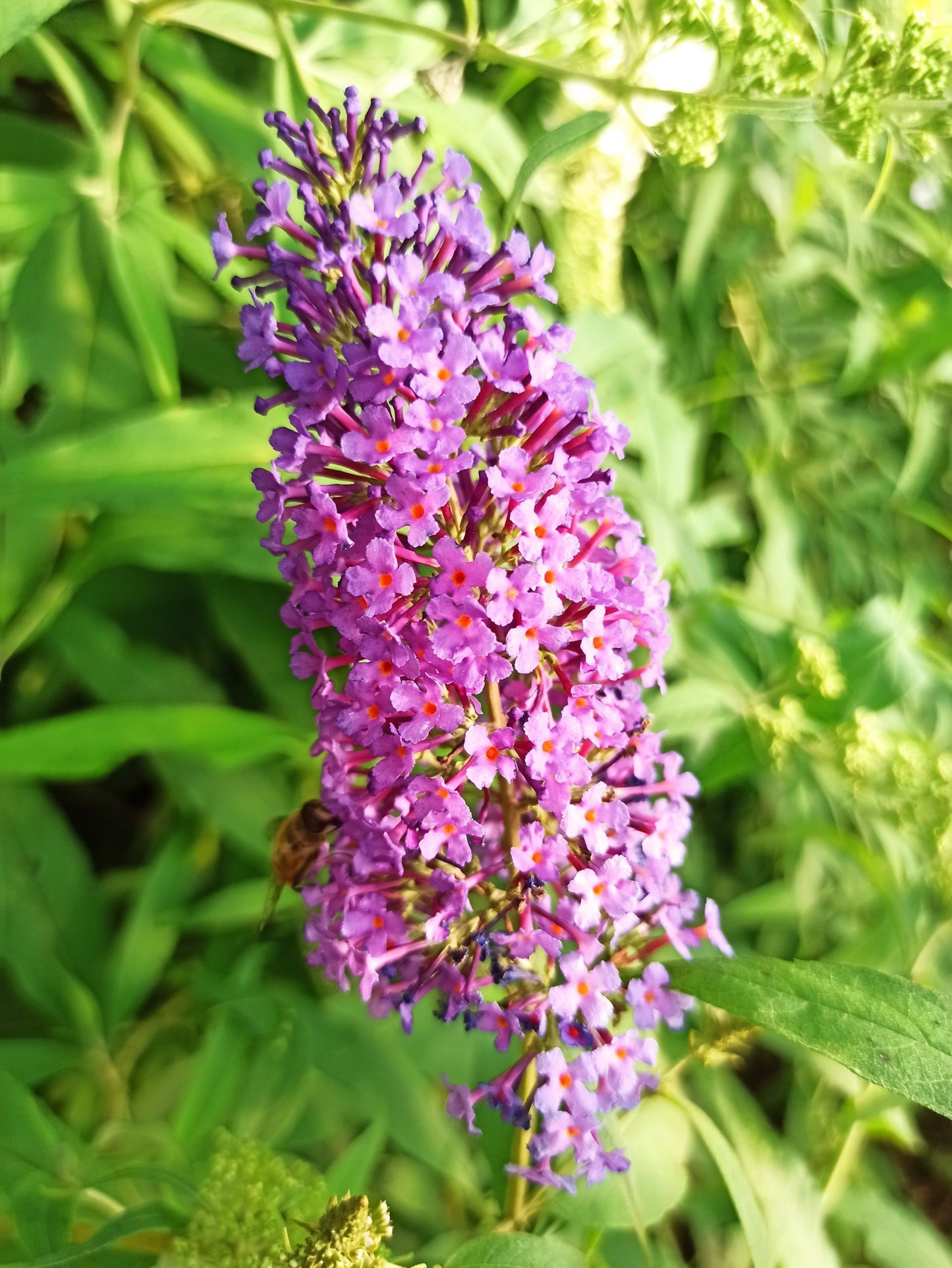 2er-Set Sommerflieder 'Pink Delight' & 'Ile de France'
?