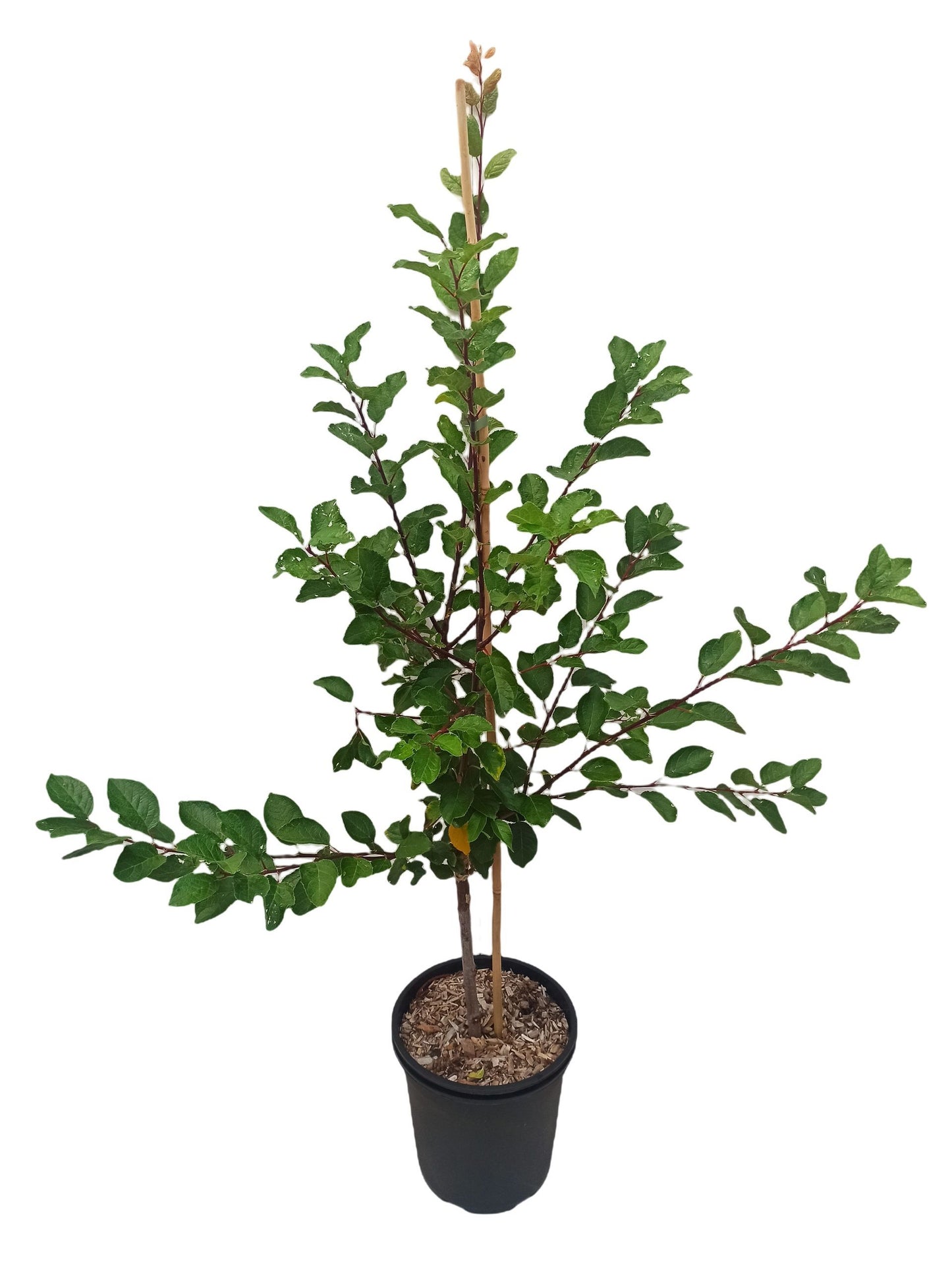 Mirabelle "Mirabelle v. Metz"