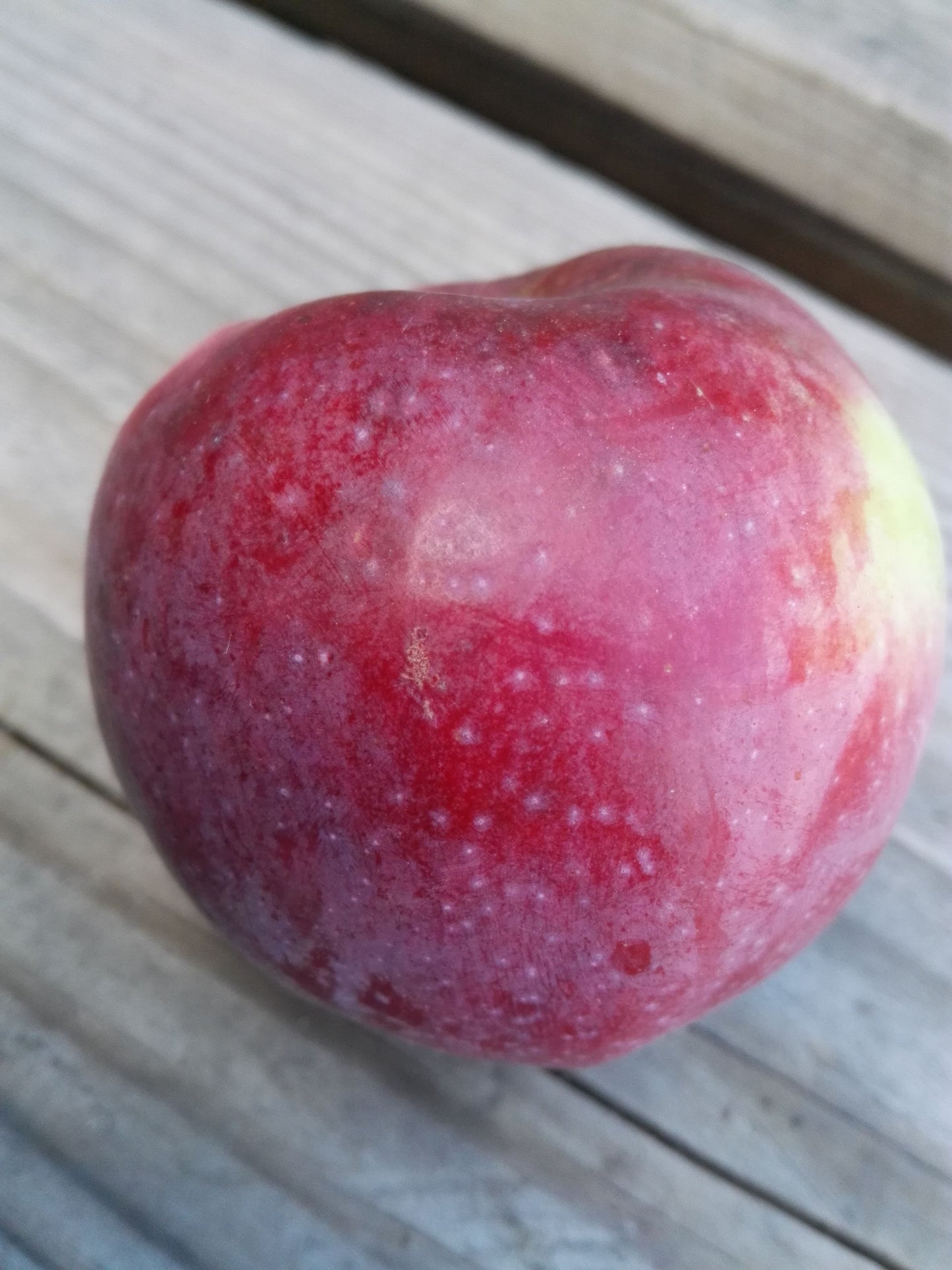 Malus "Liberty"