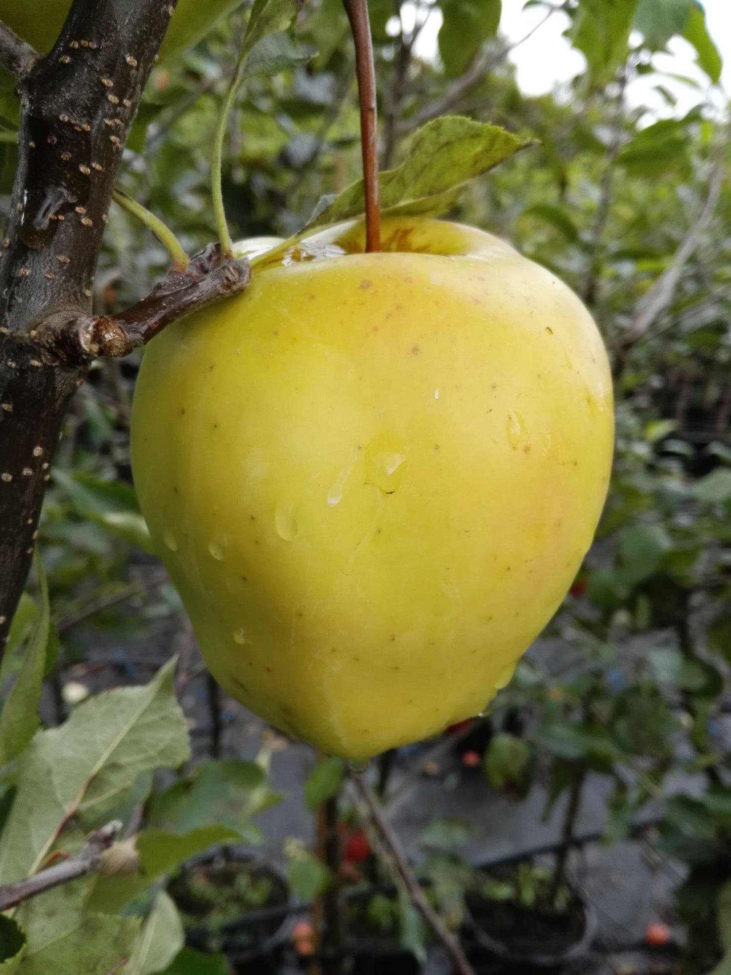 Malus 'Sir Prize'