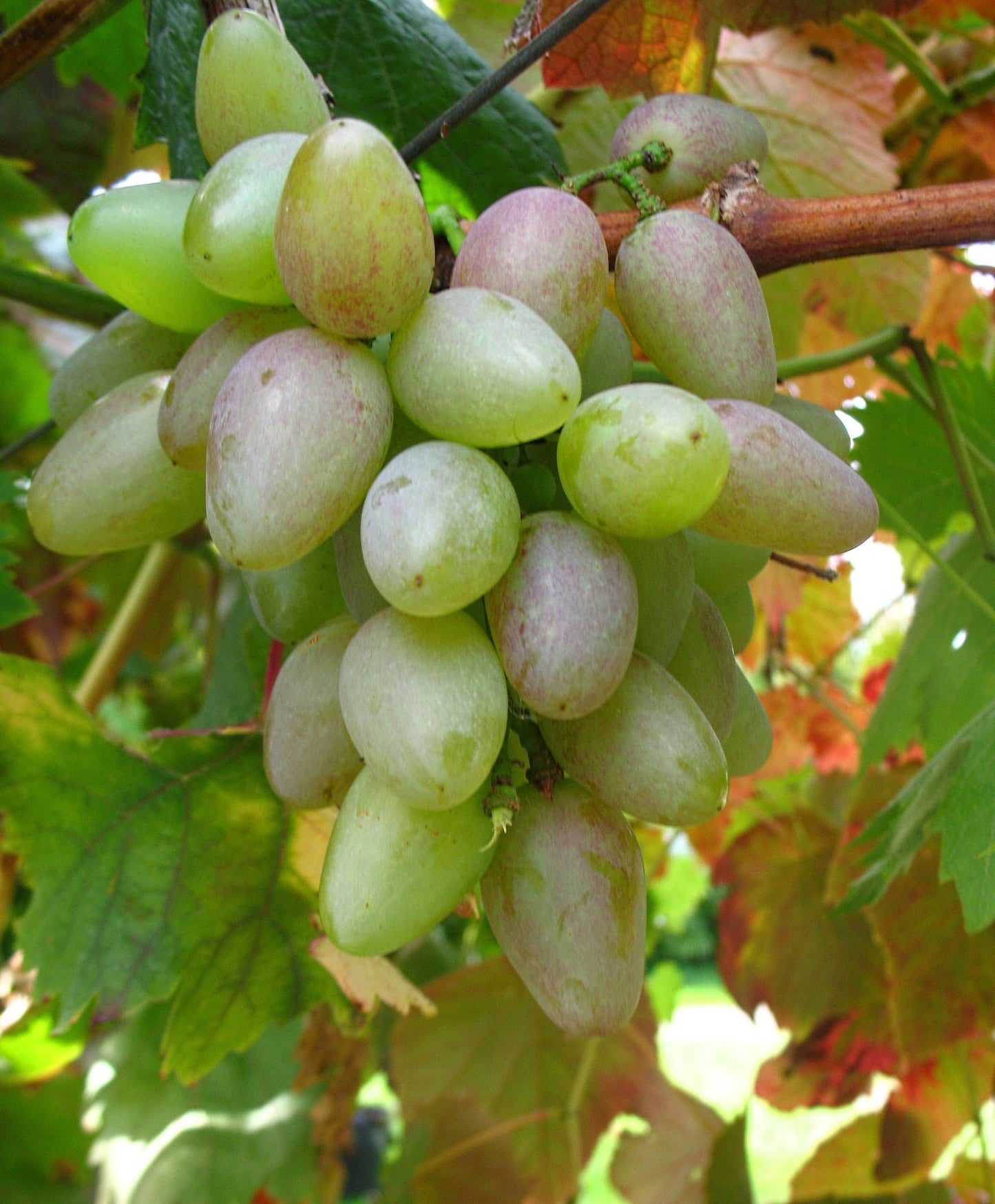 2er Set Weinreben 'Phoenix & Suffolk Red'