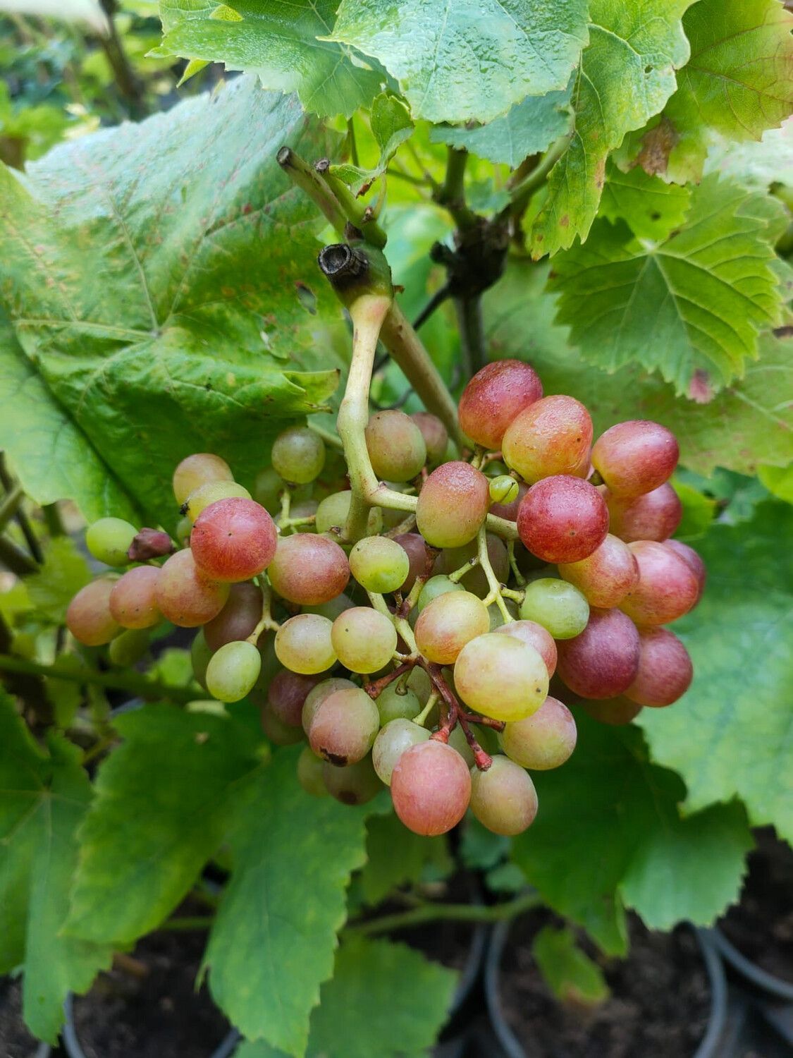 2er Set Weinreben 'Muscat Bleu & Bellarosso'