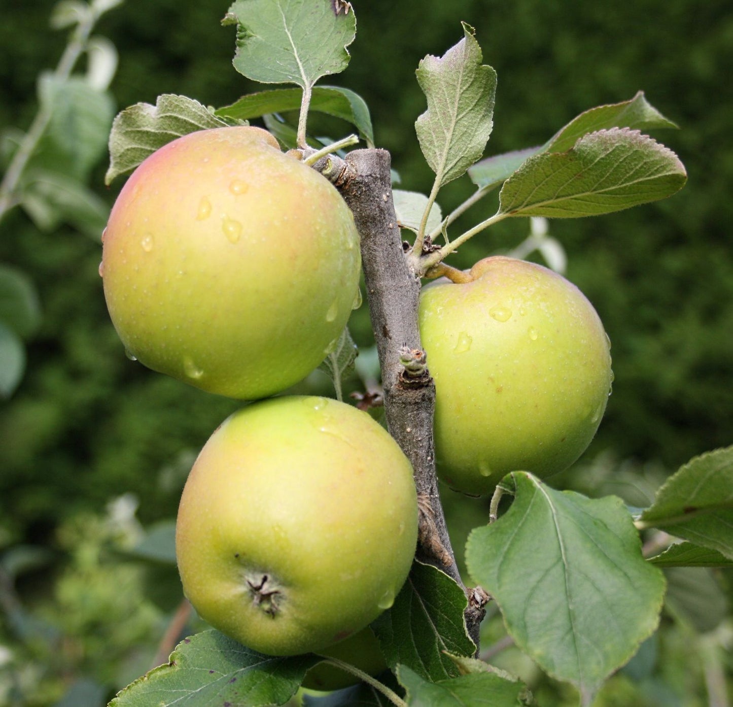 2er Set Malus 'Florina & Holsteiner Cox'
