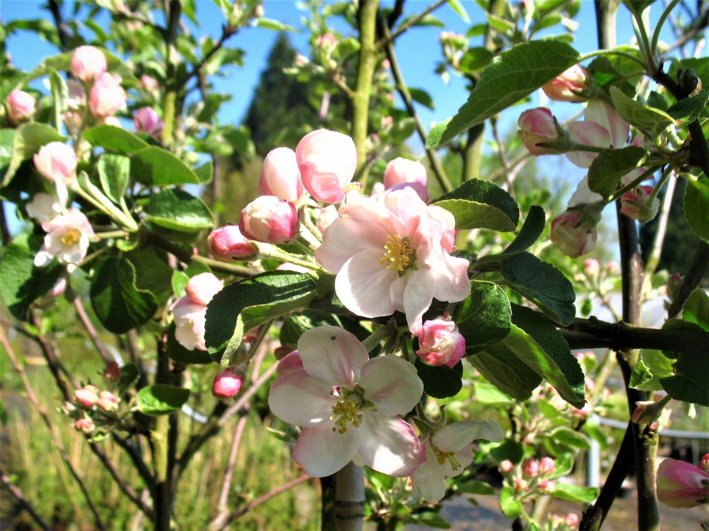 2er Set Malus 'Klarapfel & Ingrid Marie'