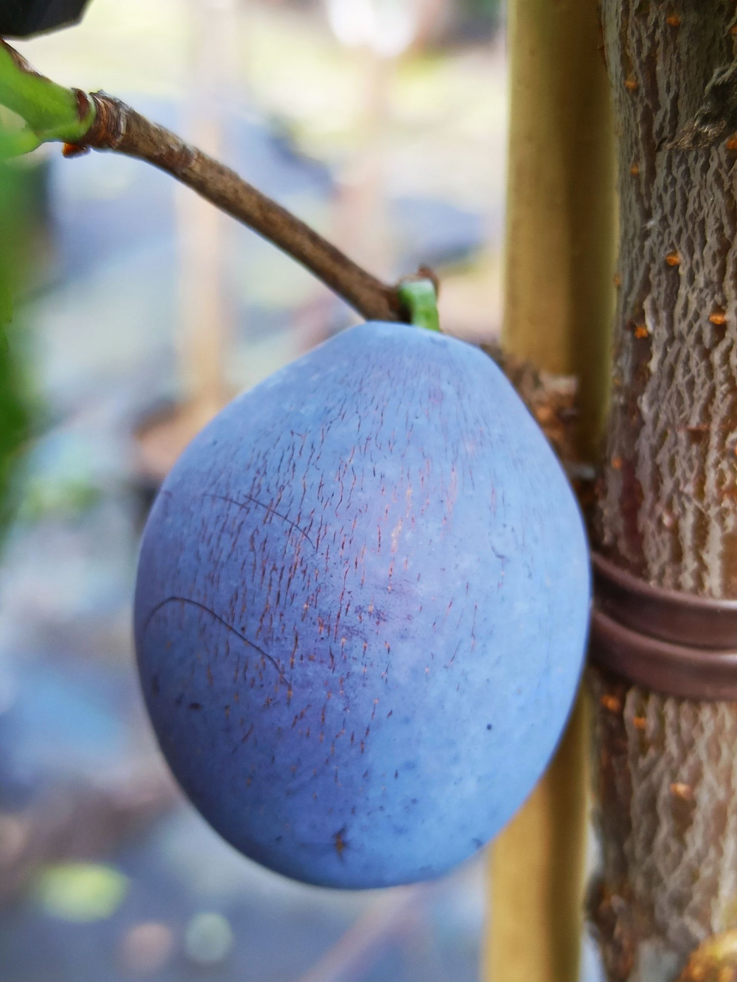 2er Set Mirabelle 'Miroma' & Zwetsche 'Hauzwetsche'