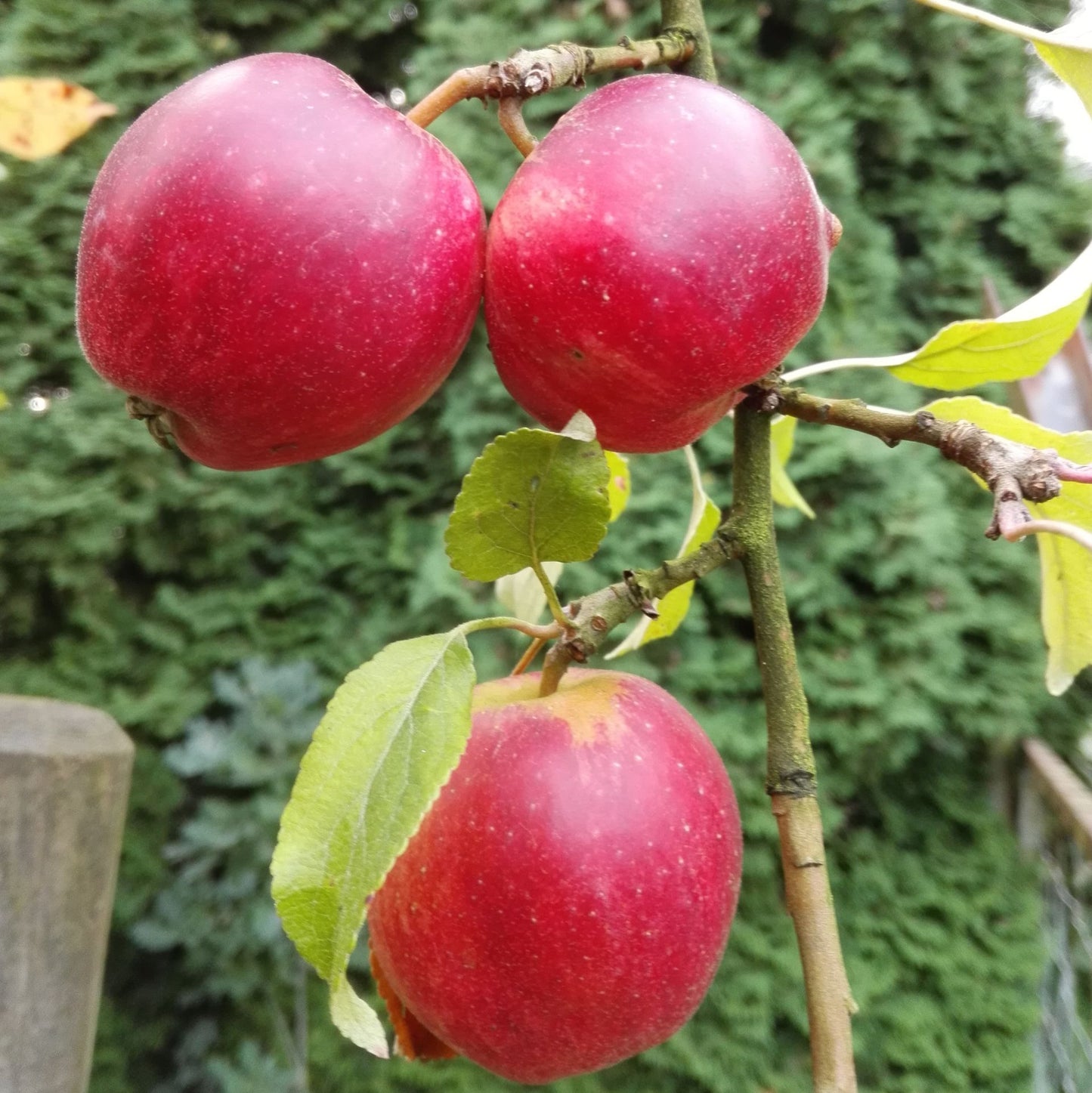 Malus 'Purpurroter Cousinot'