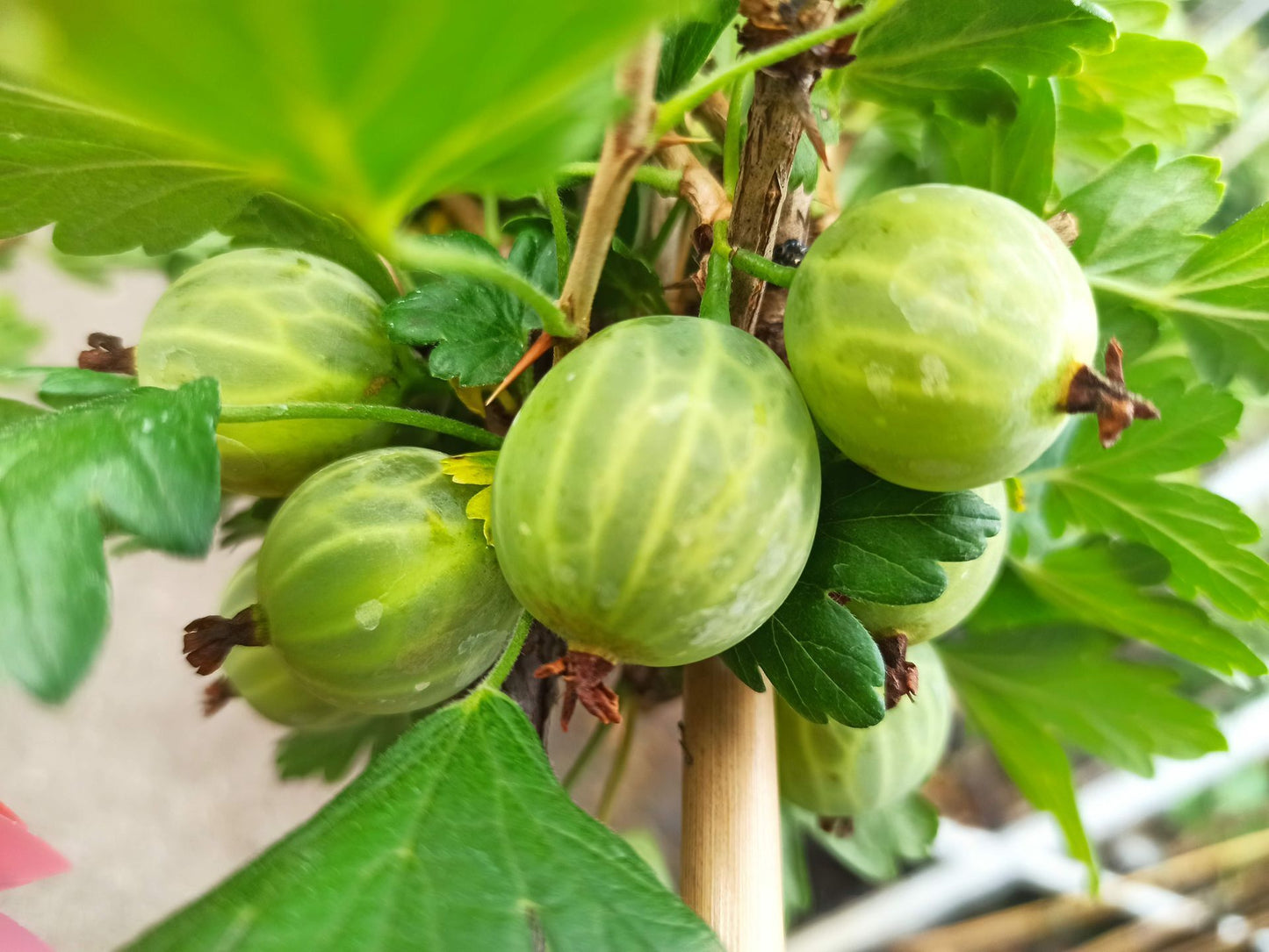 3er Set Stachelbeeren 'Hinnonmäki rot', 'Hinnonmäki gelb' & 'Mucurines grün'