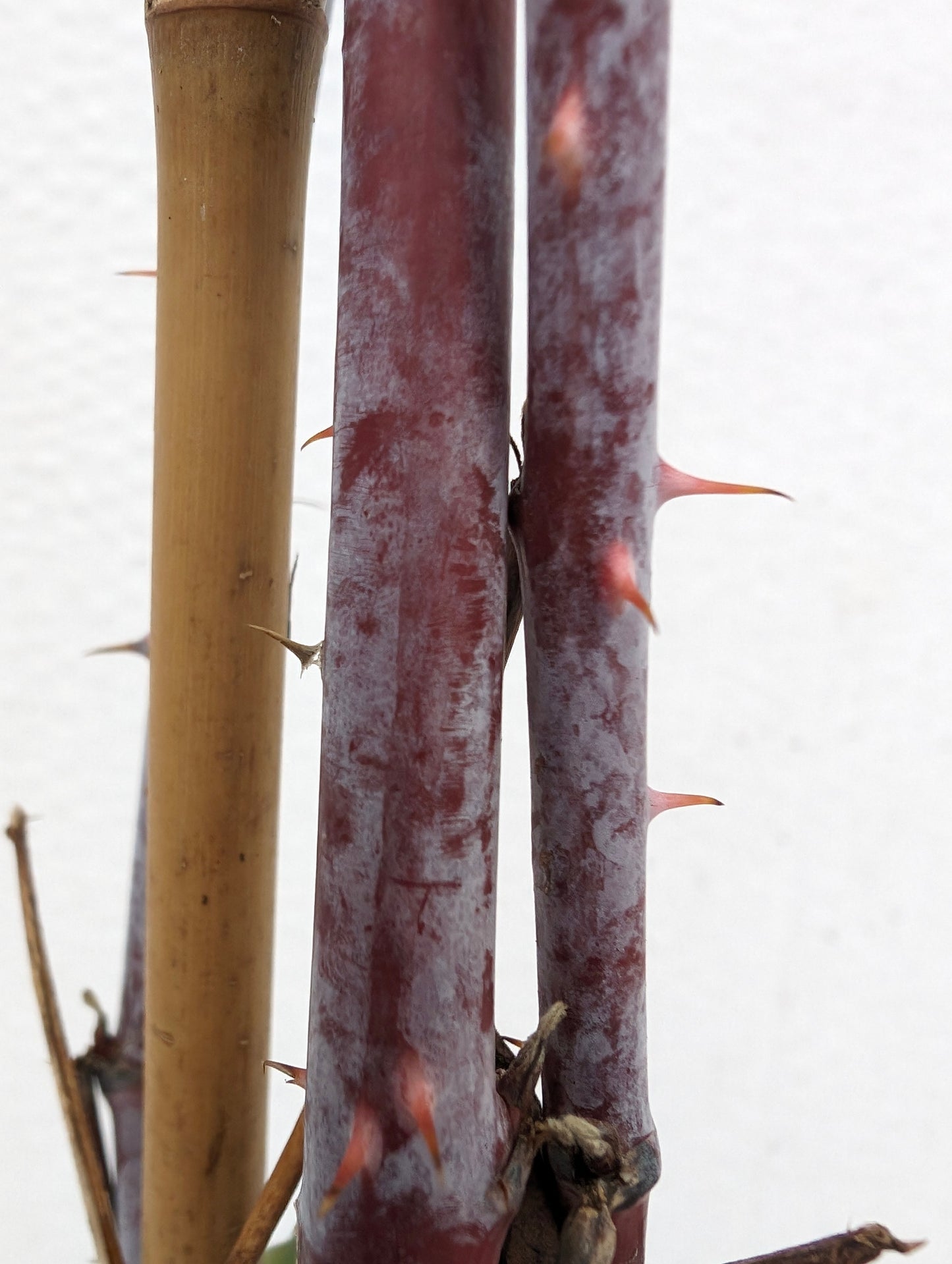 2er Beerensortiment 'Dorman Red' & 'Black Jewel'