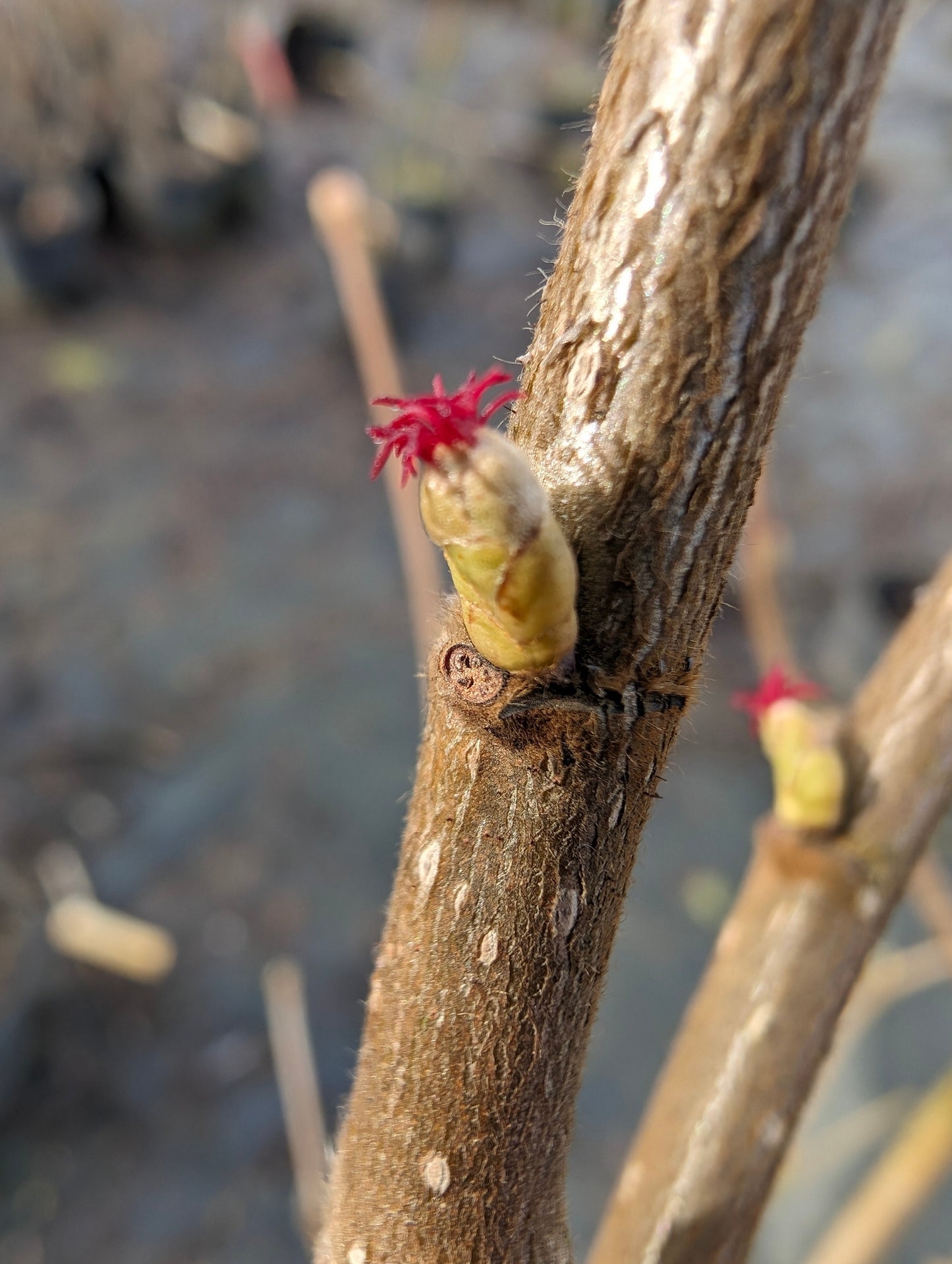 Haselnusssorte „Webbs Preisnuss“ – robuste, ertragreiche Nussbaumsorte | ideal für Garten & Anbau