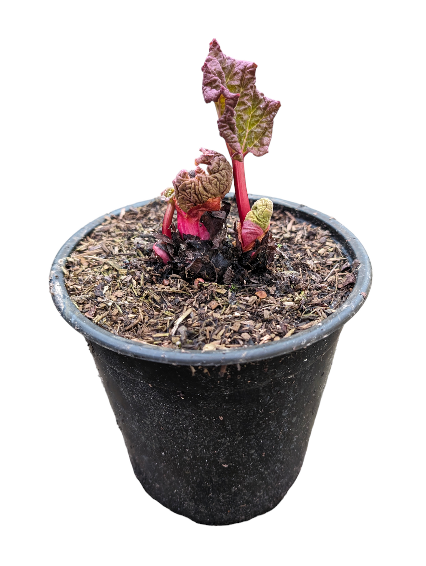 Rhabarber 'Fultons Strawberry Surprise'