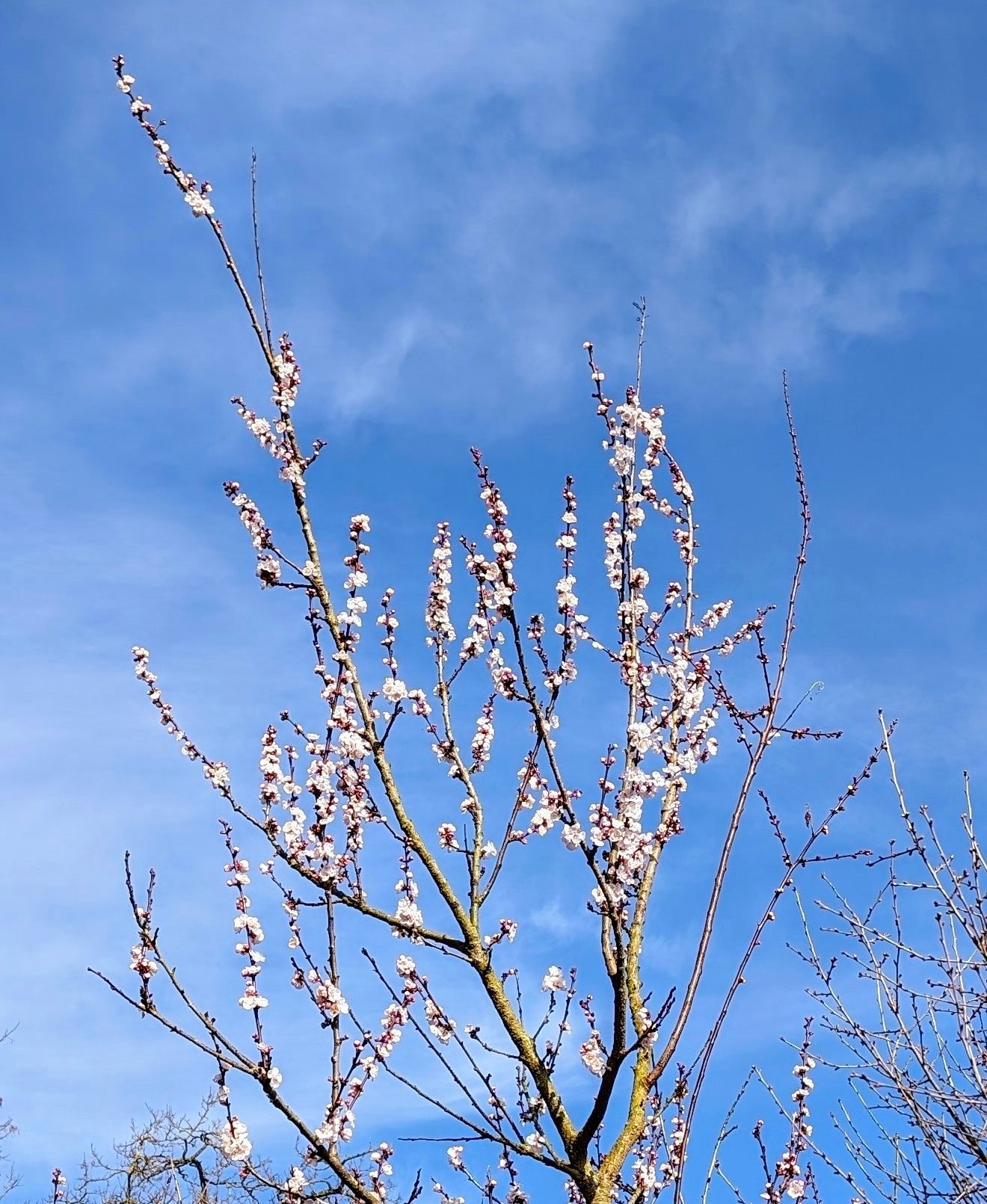 Aprikose Goldrich – große Früchte, frosthart & robust“