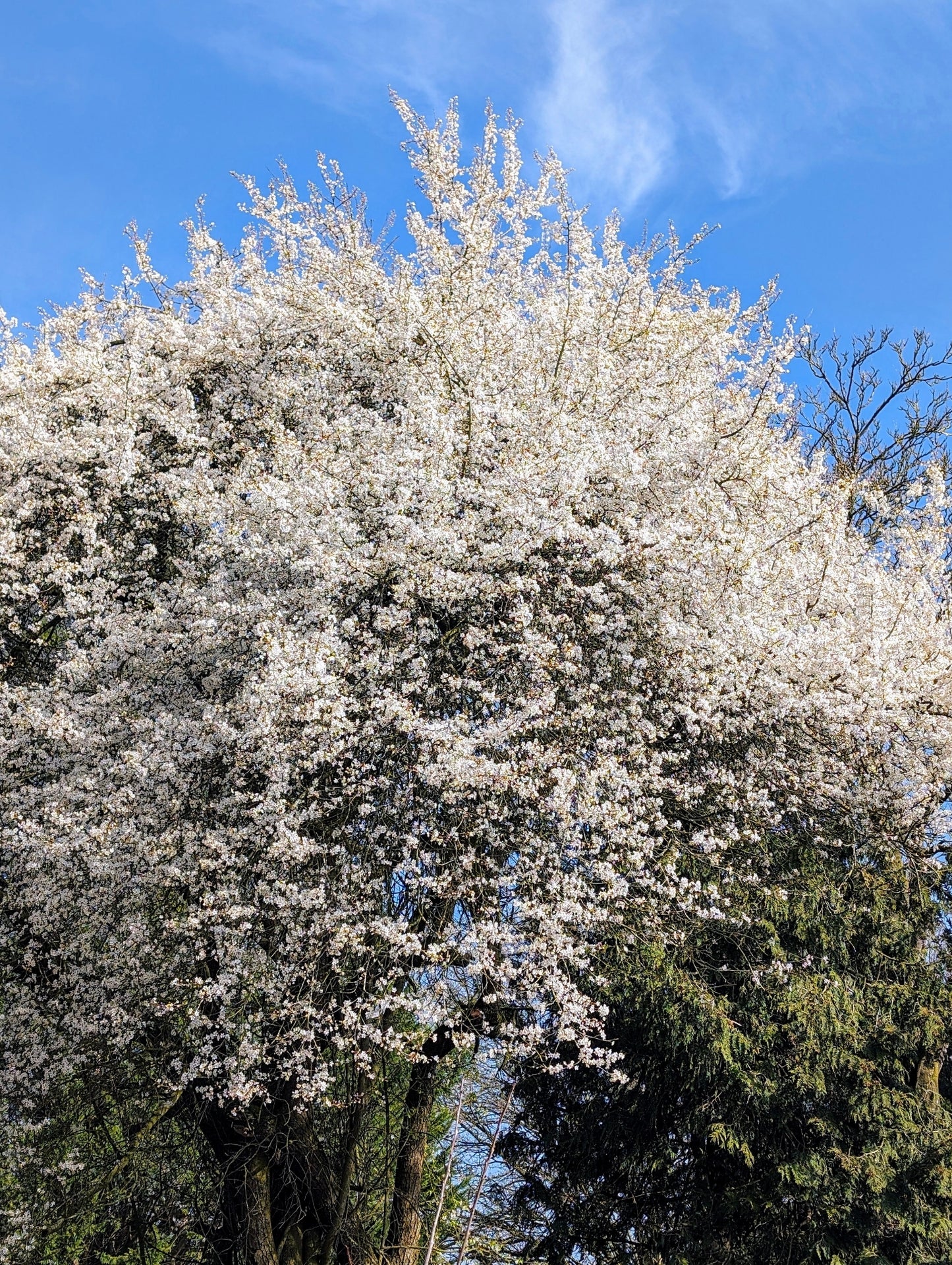 1a-plant® Bunte Kirschpflaume Milanka – seltener Obstbaum | robust & reichtragend