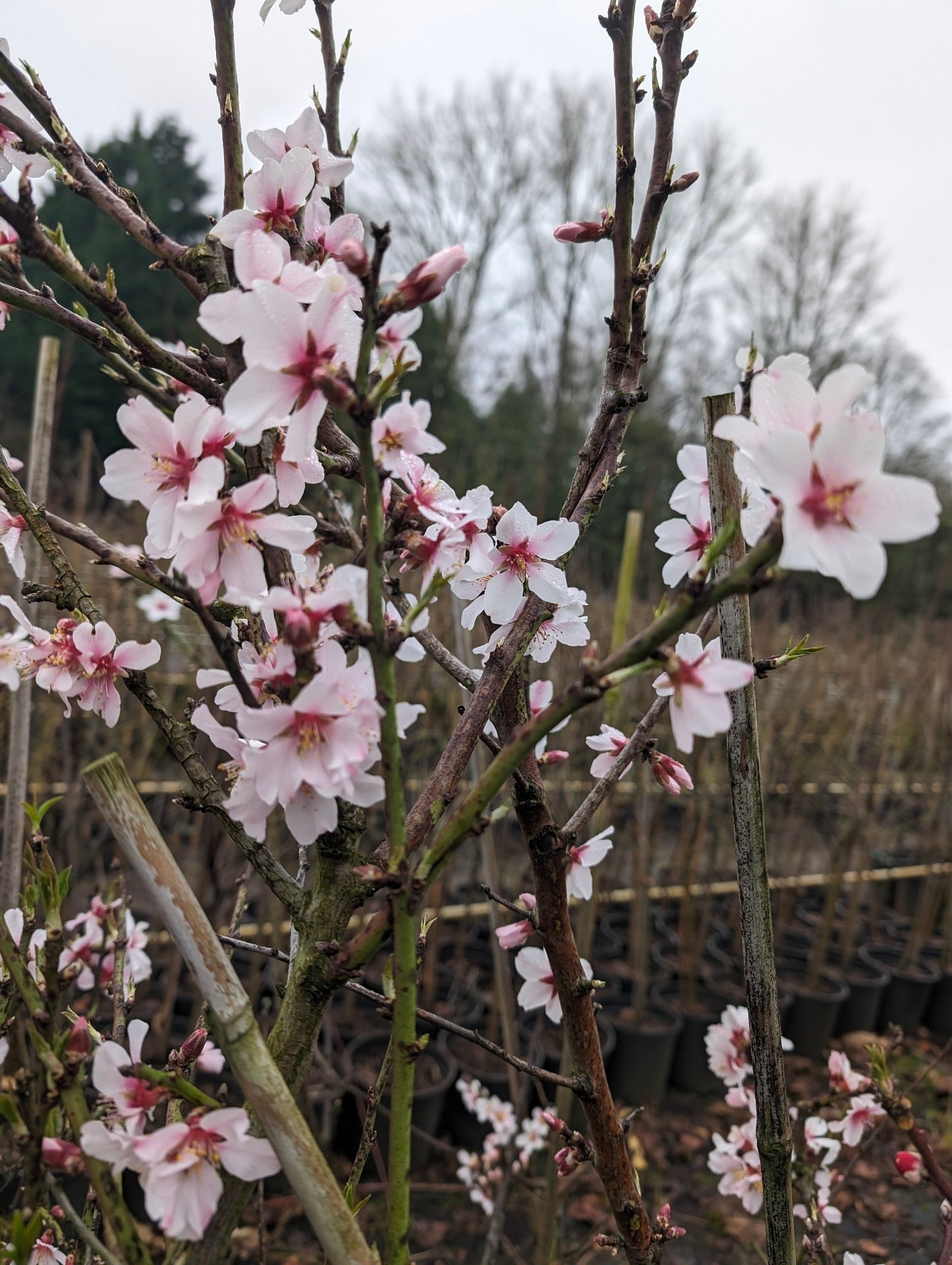 Mandel "Pfälzer Fruchtmandel"