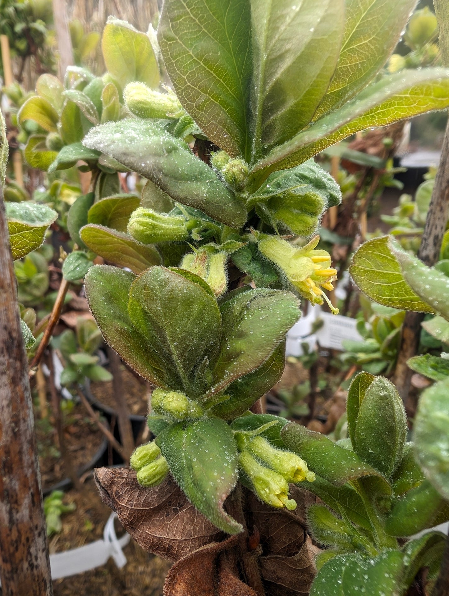 Sibirische Blaubeere "Atut"