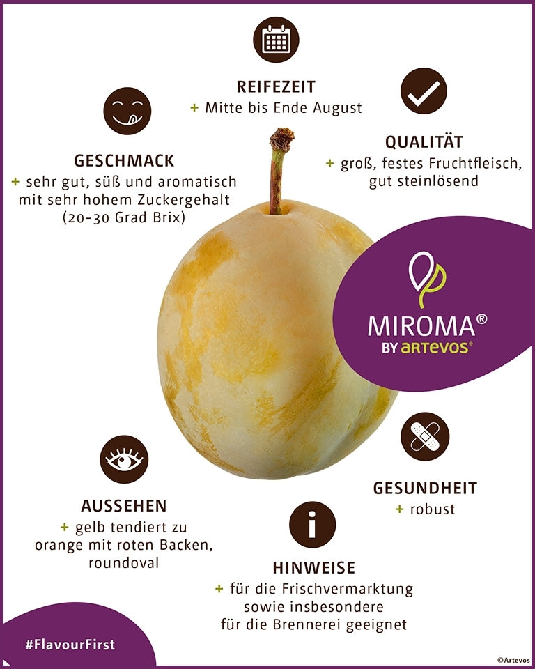 Mirabelle „Miroma®“ – süße große goldgelbe Früchte, selbstfruchtender Obstbaum