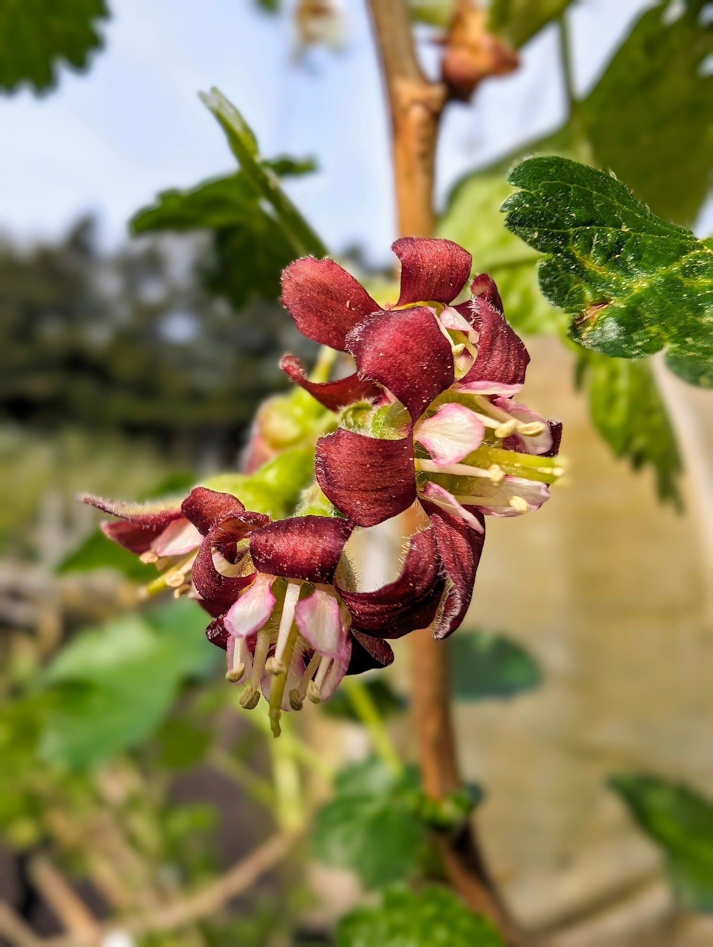 Jostabeere / Josta – dornenloser Beerenstrauch | robust & winterhart | große aromatische Früchte | hoher Ertrag