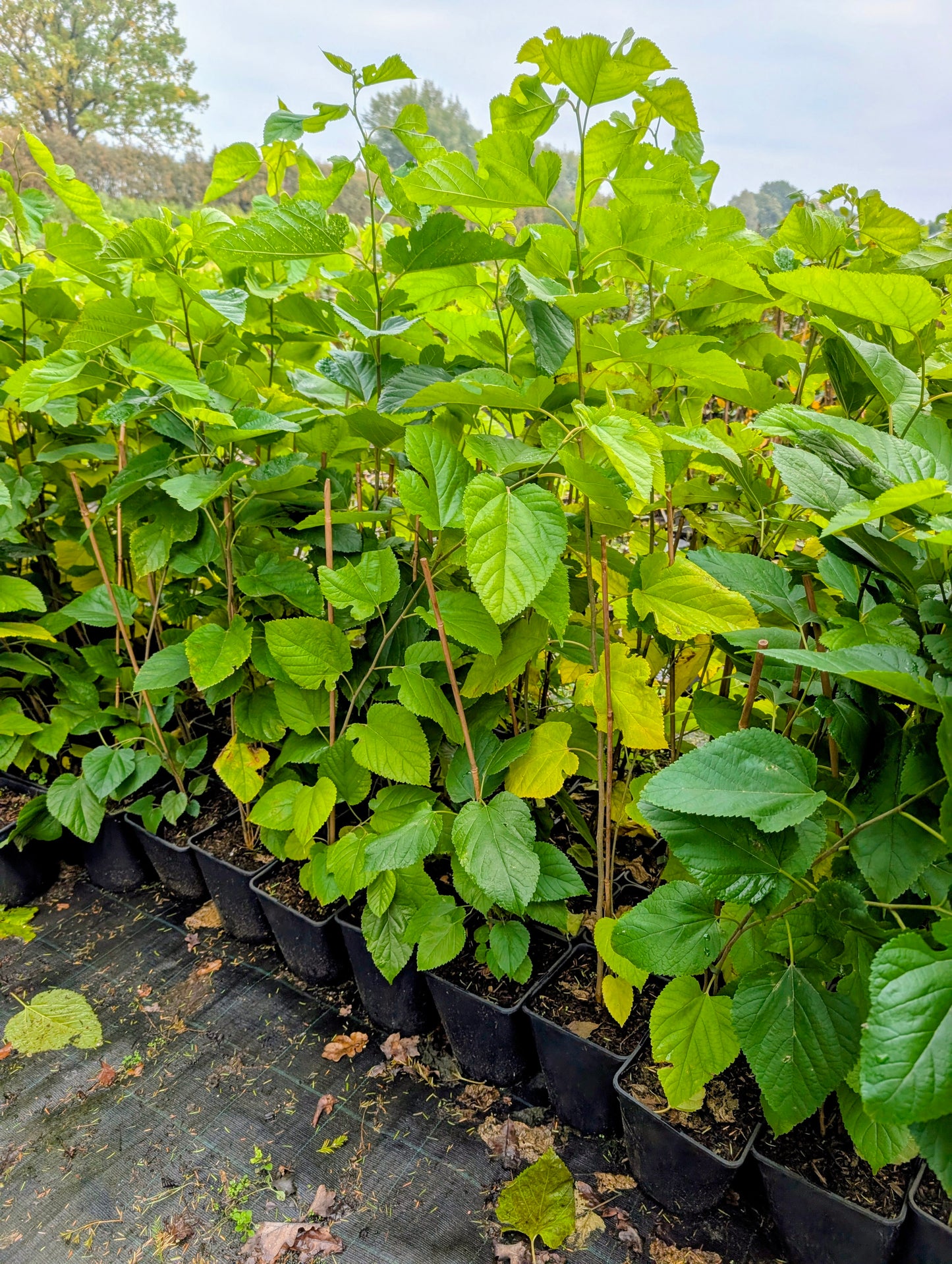 Zwergmaulbeere Mulle