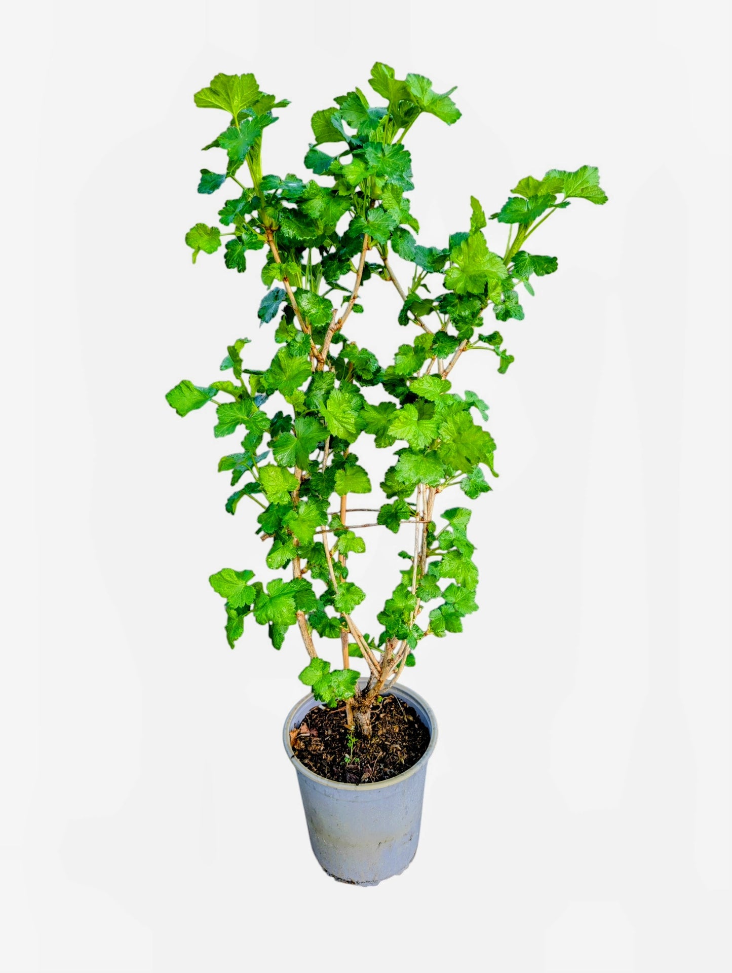 Jostabeere robust & winterhart | große aromatische Früchte |