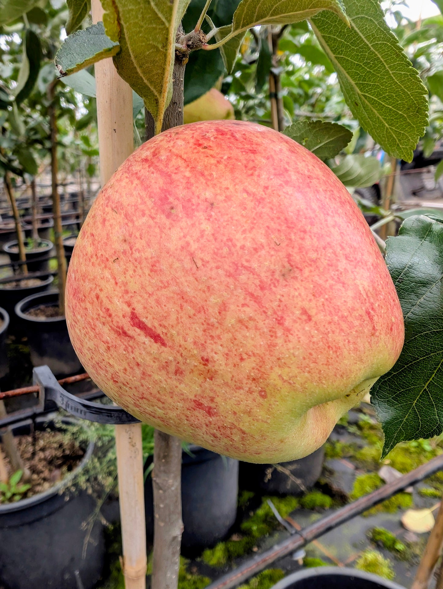 Finkenberger Herbstprinz Apfelbaum – Historische Sorte mit feinem Herbstaroma