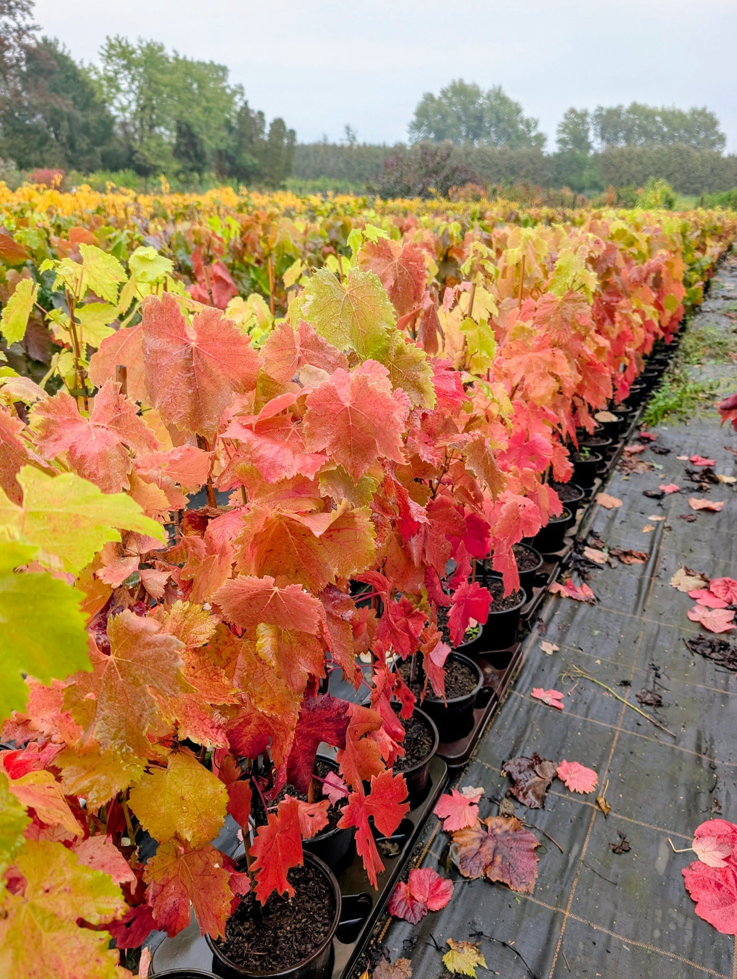 Weinrebe Vanessa – kernlose rosa-rote Tafeltraube, kräftige Rebe