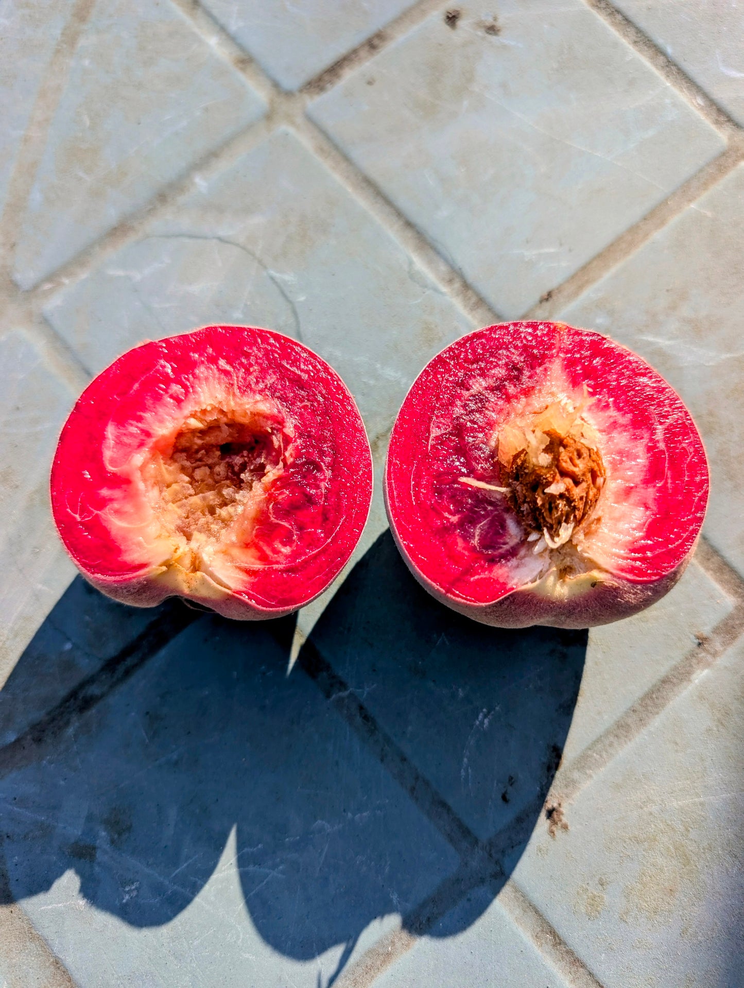 Pfirsich Echter Roter Weinbergpfirsich