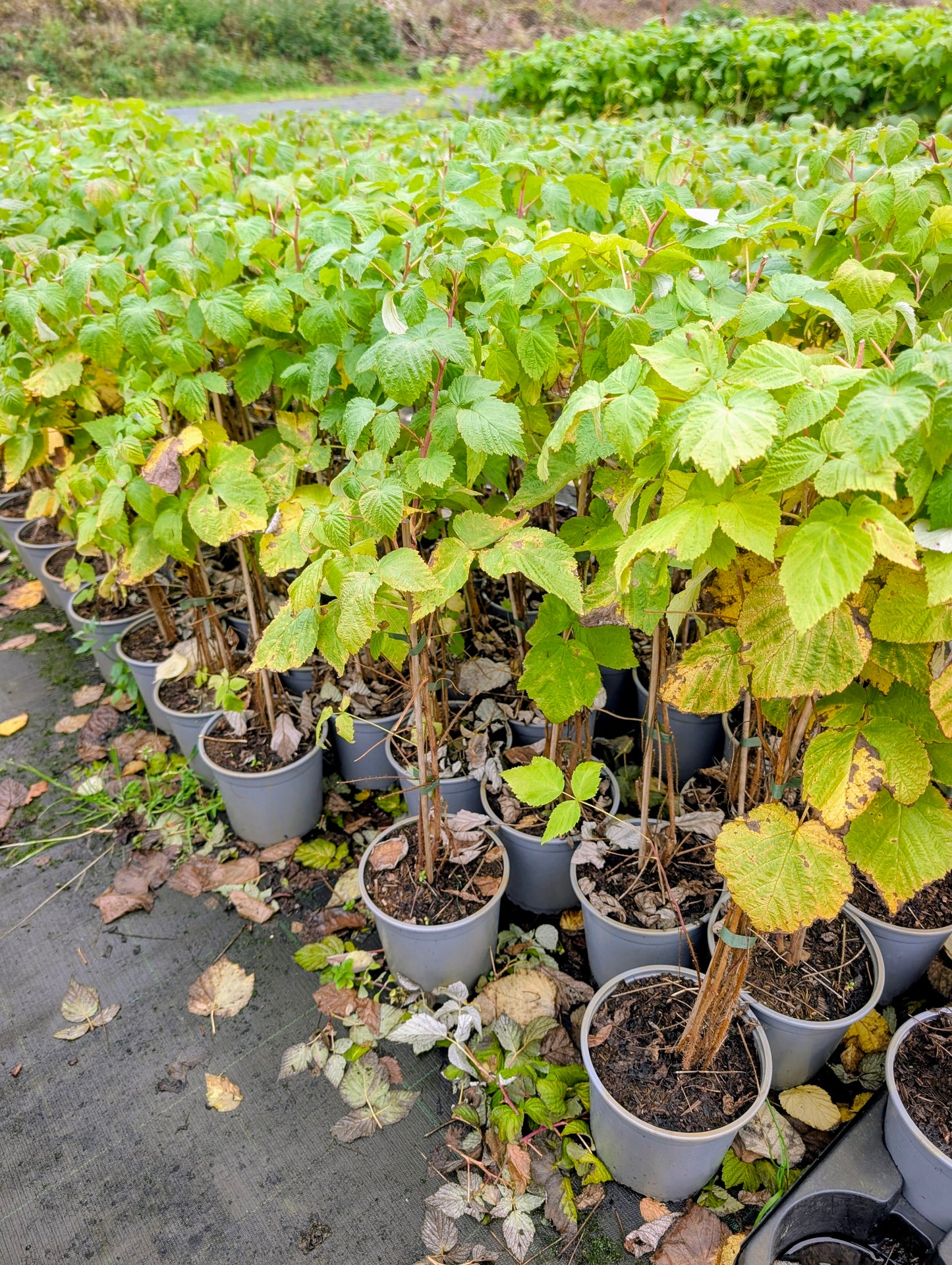 Himbeere 'Zefa Herbsternte'