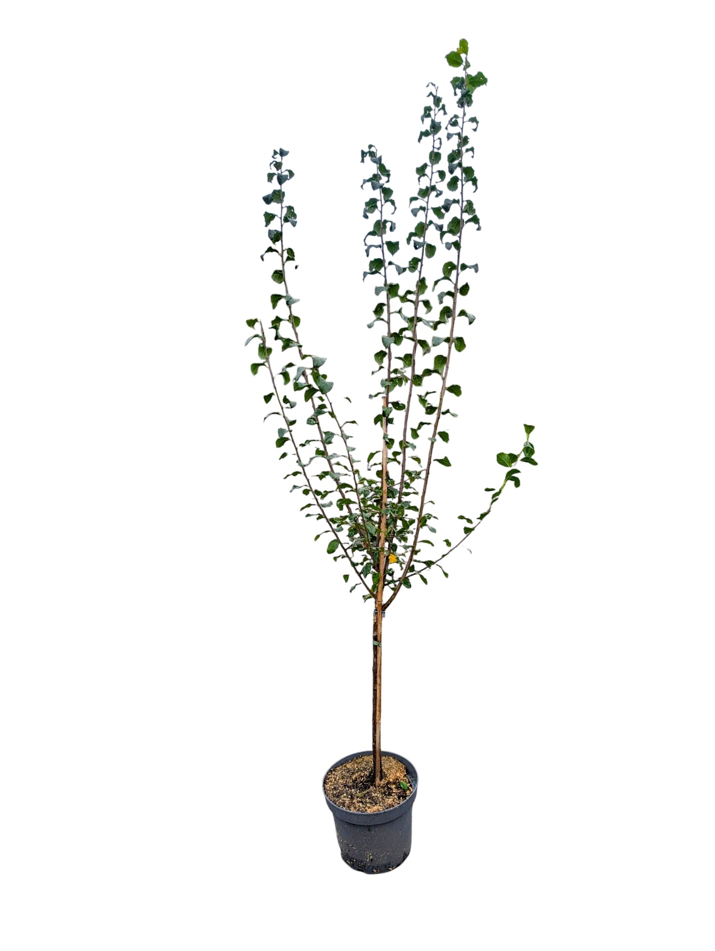 Schlehe Reto, großfrüchtig