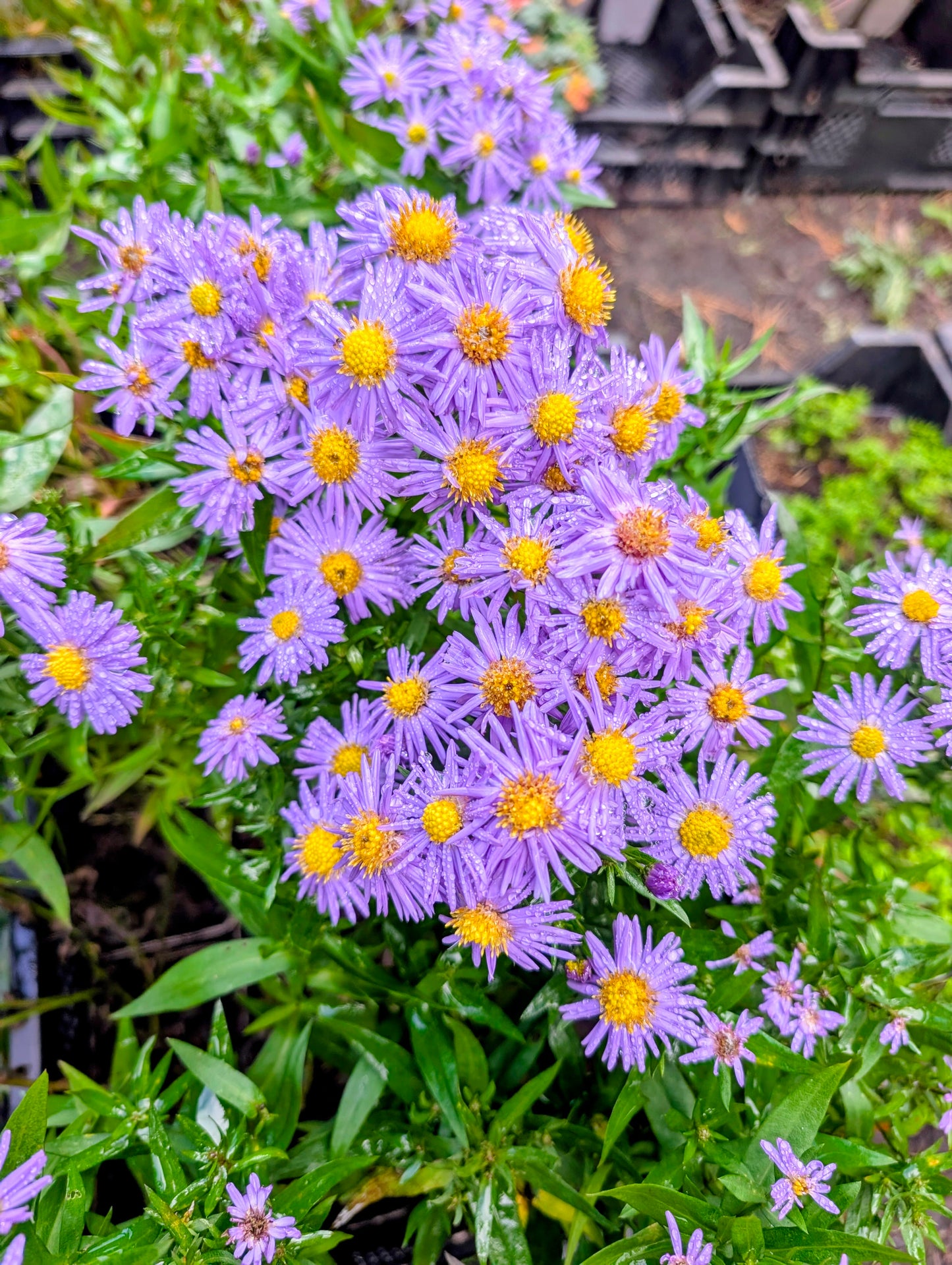 Kissenaster Aster dumosus Farbmischung 5 Stauden