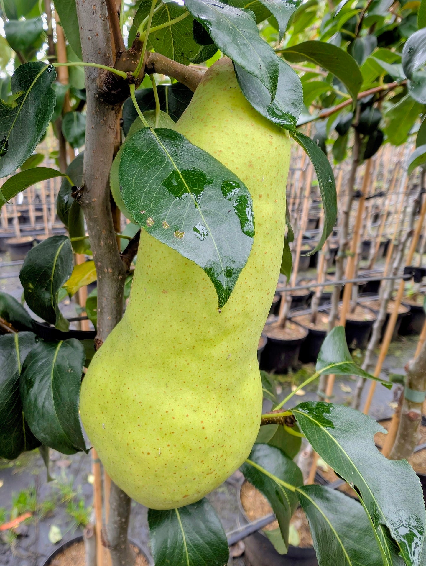 Abate Fetel Birne – Späte, aromatische Herbstbirne mit edlem Geschmack (reift auch in Norddeutschland!)