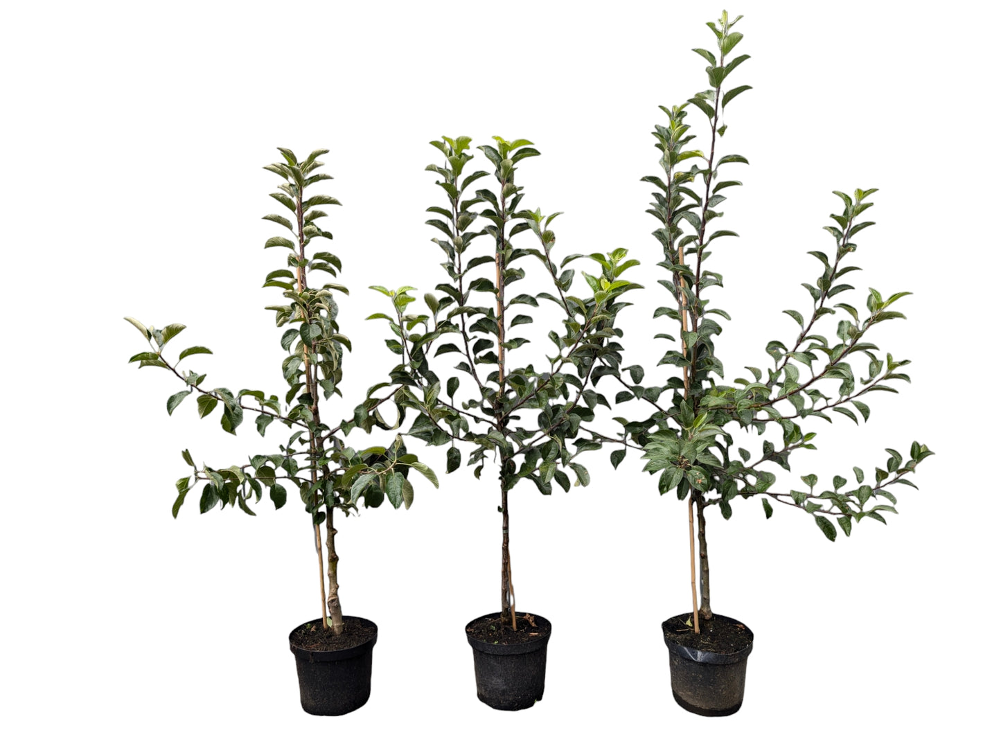 Apfelbaum Jonagold – aromatisch, ertragreich, winterhart – Obstbaum Pflanze)