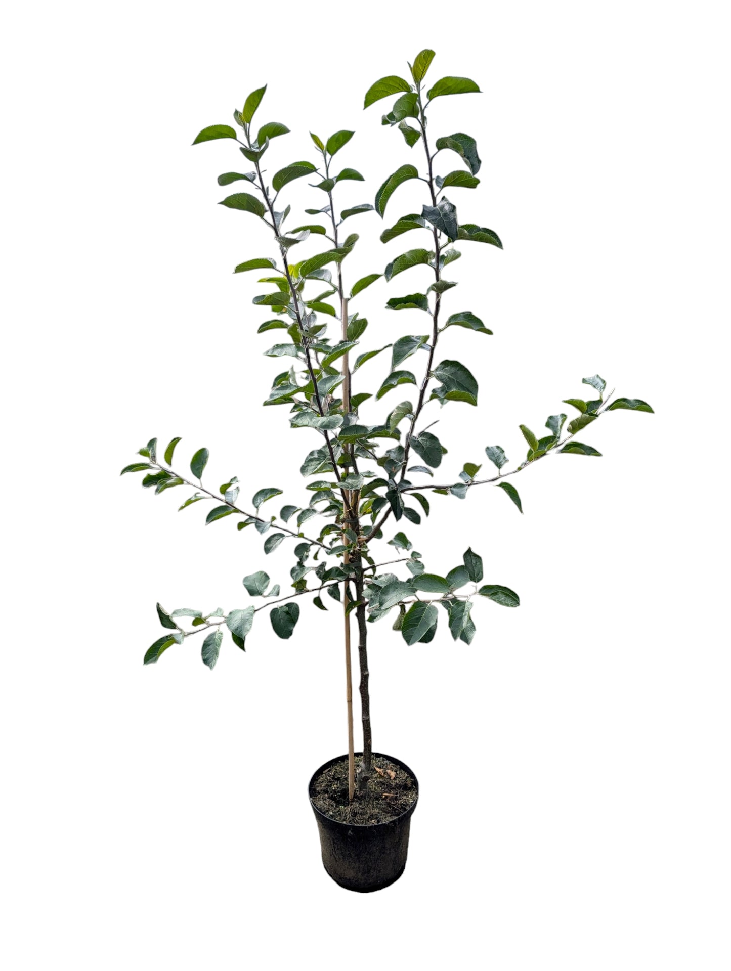 Duo Apfelbaum Grahams Jubiläumsapfel Gloster veredelter Obstbaum