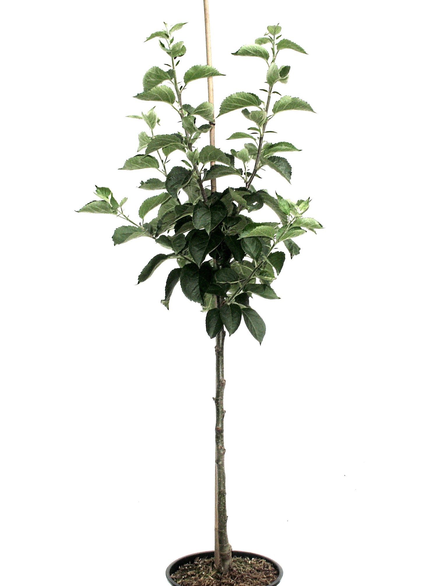 „Apfelbaum Sir Prize – aromatisch & sehr lagerfähig | robuste, schorfresistente Sorte“